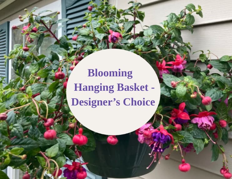 Hanging basket of pink and purple fuchsia flowers