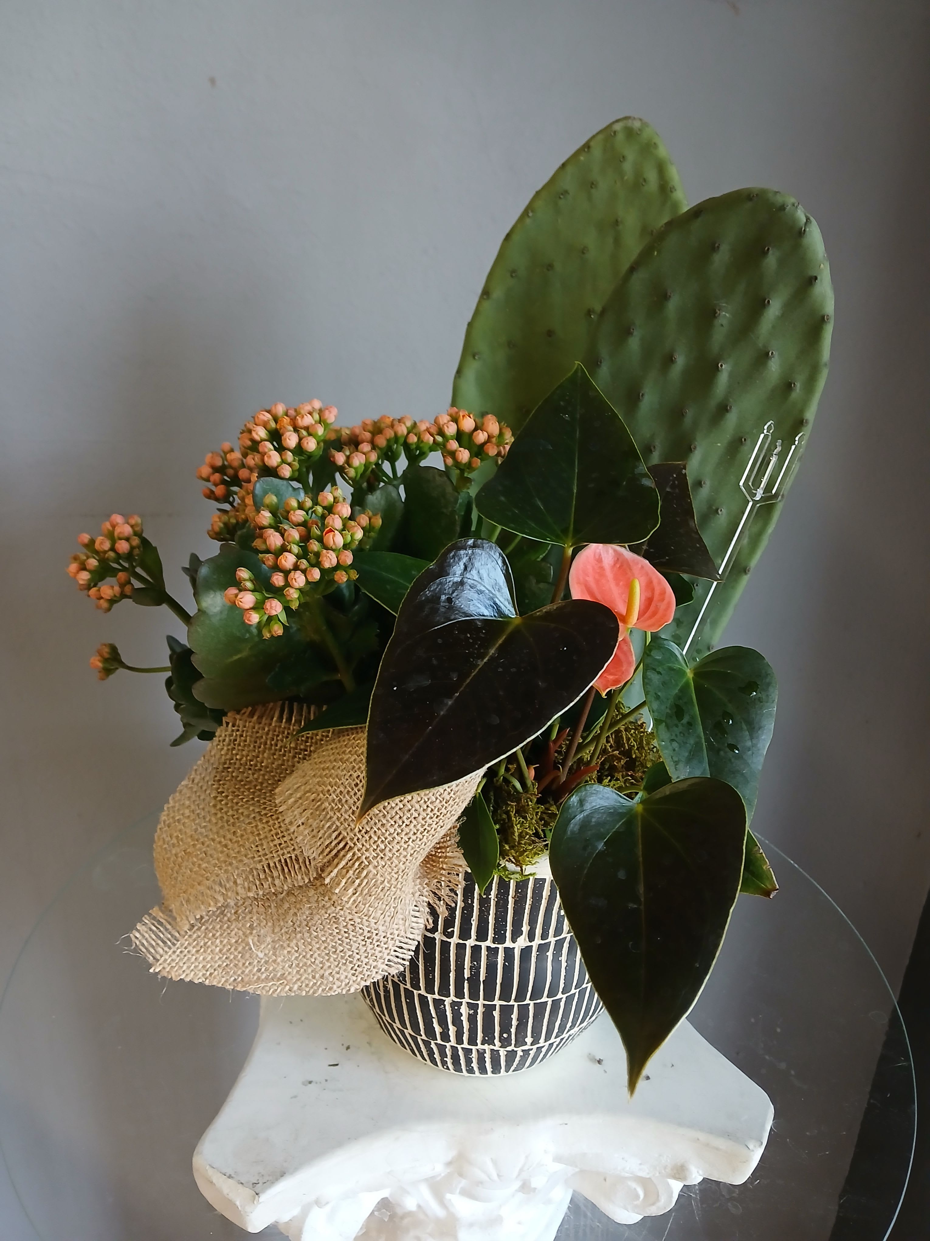 PL 100 - A sculptural, desert-inspired plant arrangement that feels both modern and slightly dramatic-the perfect green gift for a birthday, housewarming, or to say "I'm thinking of you." The compact cluster of peach buds and a single coral anthurium bloom sit against glossy dark foliage so the recipient will notice texture and color at first glance; the tall cactus pad rising behind the planting gives it an architectural, eye-catching profile that reads like living art.  Arranged in a patterned ceramic pot and finished with burlap wrap and a decorative metal pick, this piece balances polished tropical leaves with rustic, handcrafted details. Greens, pink-peach buds, and the coral anthurium create a warm, earthy palette that suits modern interiors or sunlit patios.  Made to feel like a lasting gift rather than a short-lived bouquet, it's ideal for someone who loves plants with personality-softer blooms paired with sculptural form. Place on a table, shelf, or entryway; keep in bright, indirect light and water sparingly for best results.