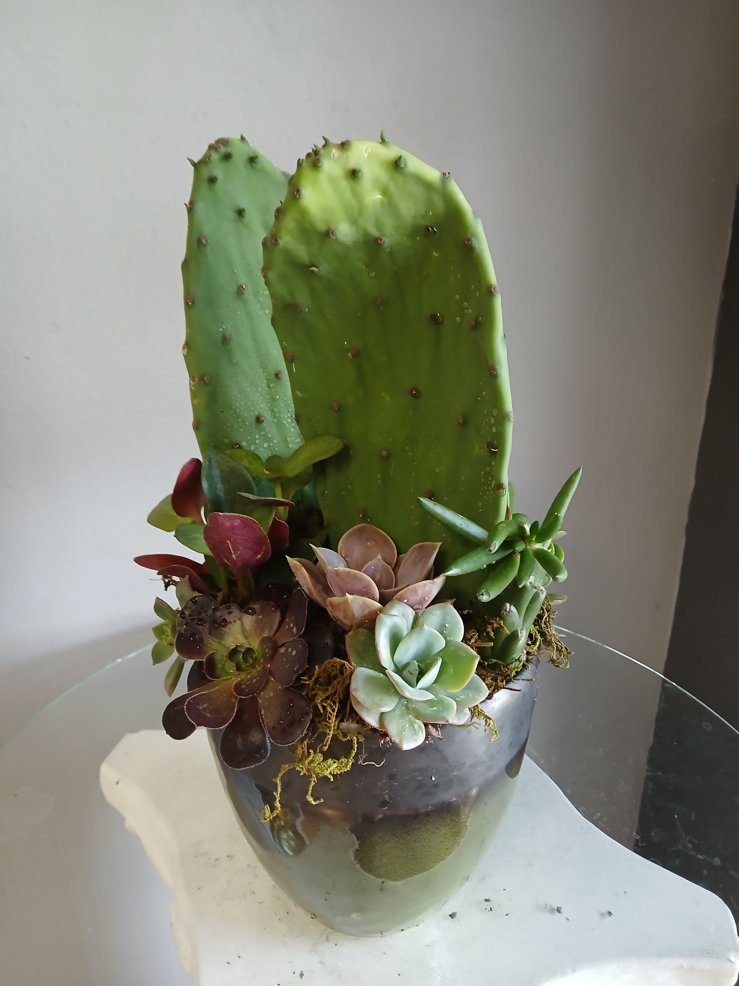 Succulents and cacti PL108 - Two upright cactus pads arch above a compact cluster of mixed succulents in a glossy ceramic pot-a sculptural plant arrangement perfect for a modern housewarming gift or everyday decor. As a succulent and cacti arrangement for birthdays, thank-you gestures, or to say "thinking of you," it brings a calm, contemporary vibe that feels both intentional and effortlessly stylish to the person you're giving it to.  The arrangement blends bright greens with muted lavender-pink, deep burgundy and pale blue-green tones for rich, tactile contrast. Moss accents soften the base and tuck the plants neatly into the ceramic pot, giving a finished, low-maintenance look that highlights the varied shapes and textures of the succulents and cactus pads. Compact yet eye-catching, it's ready to sit on a windowsill, desk, or side table where it will quietly elevate a room.  Because these are hardy succulents and cacti, care is simple: bright, indirect light and occasional deep watering when the soil is dry will keep the arrangement healthy. Available in a glossy ceramic container, it ships ready to display-an easy, long-lasting way to make someone feel seen and cared for.