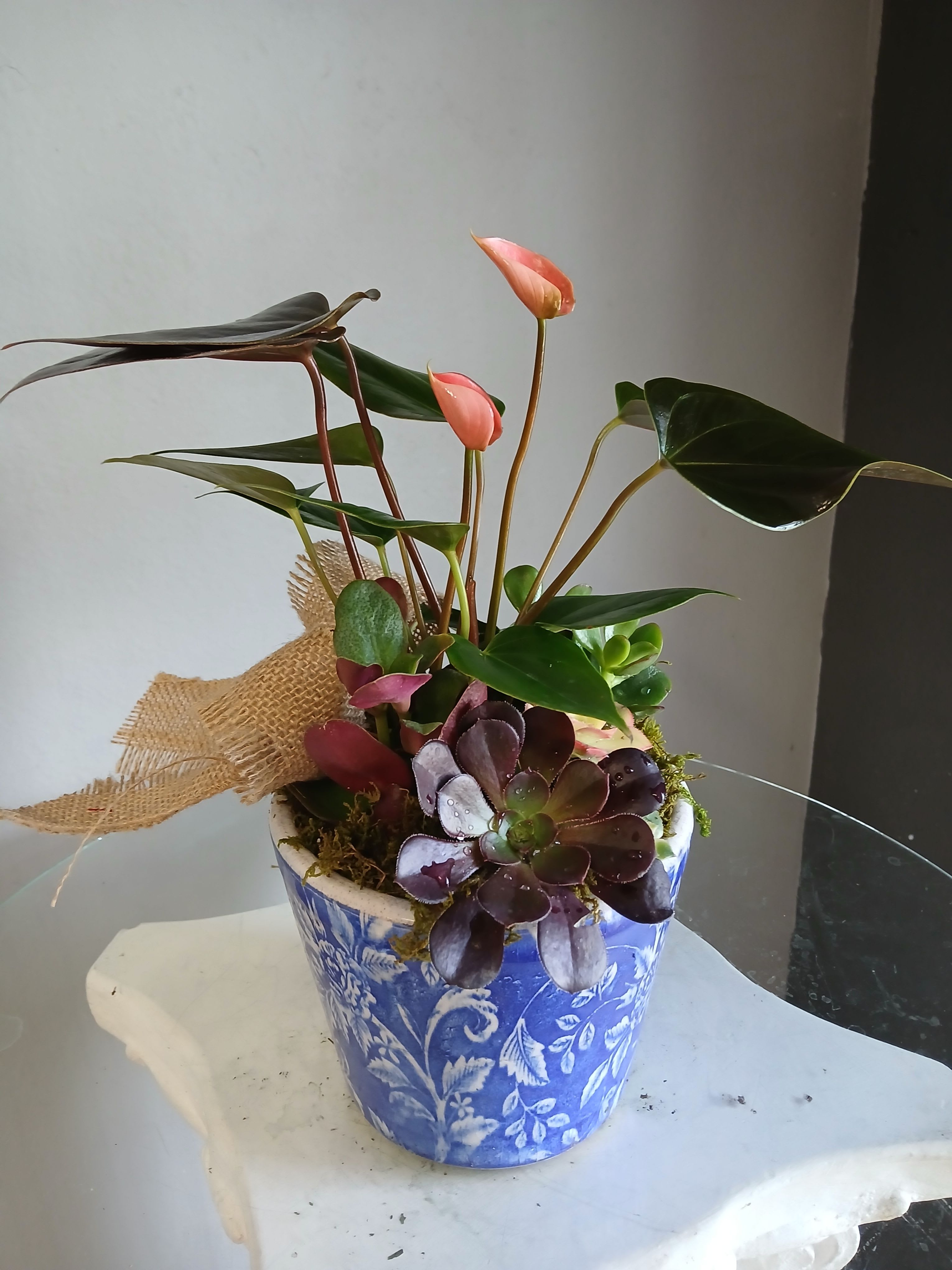 Potted plant with succulents PL105 - Glossy pink anthuriums paired with a tight cluster of dark purple and green succulents create a sculptural potted plant perfect for everyday gifting or adding a modern, tropical touch to a room. This potted plant arrangement works well as a birthday gift, a housewarming surprise, or a thoughtful "thinking of you" present - the person you're sending it to will feel noticed by its fresh, lift‑your‑spirits presence.  The composition sits in a decorative blue ceramic pot, the tall anthurium spathes rising above rosette succulents for contrast in height and texture. Natural moss at the base softens the look, while a burlap ribbon ties in a handcrafted, slightly rustic accent. Colors read pink, purple, green and blue for a soothing yet vibrant palette that fits shelves, entry tables, or office desks.  Easy to care for and built to last, this mixed potted plant brings both sculptural style and low‑maintenance greenery to the recipient's space. Choose a bright spot with indirect light and water sparingly for the succulents' sake - it's the kind of gift that keeps giving without fuss.