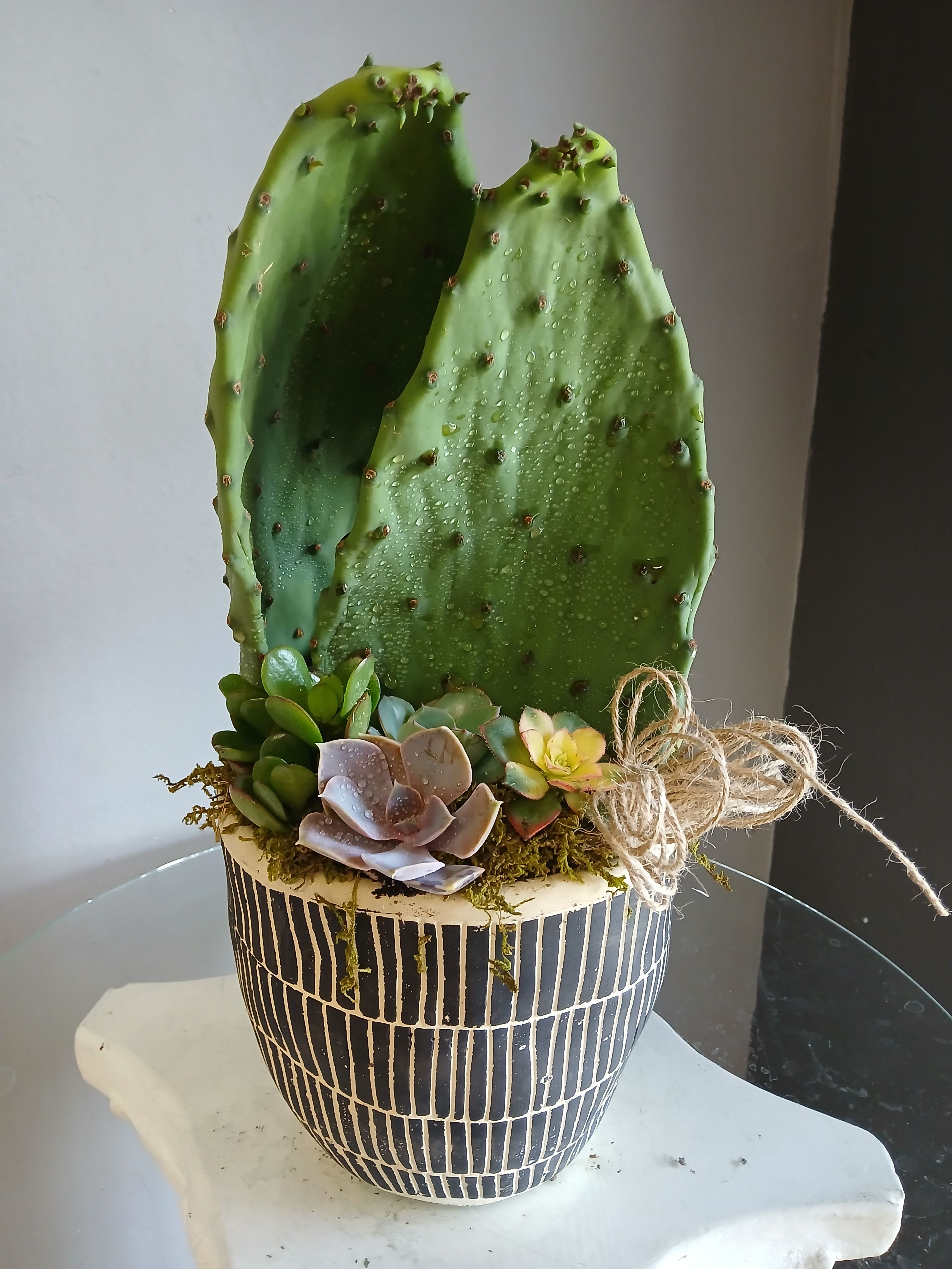 Succulents and cactus in pot PL107 - A modern, earthy potted arrangement perfect for housewarming or casual gifting, this succulent and cactus flower arrangement brings sculptural green texture to any room. Built around two tall prickly pear cactus pads, it reads as a living centerpiece that says "thoughtful" without fuss-ideal for a friend, coworker, or the person who loves low-maintenance greenery.  Clusters of rosette and jade-like succulents in shades of green with touches of white, purple, and pink nestle at the base, the soil surface finished with natural moss for a polished look. The plants sit in a rounded ceramic pot with a chic black-and-white striped pattern and a twine bow for a subtle rustic accent, creating a balanced mix of modern design and organic warmth.  This arrangement makes a calm, lasting statement on a shelf, windowsill, or desk and is especially well suited for someone who prefers plants over cut flowers. It requires minimal care-bright, indirect light and occasional watering-so the recipient will enjoy its sculptural presence with little upkeep.