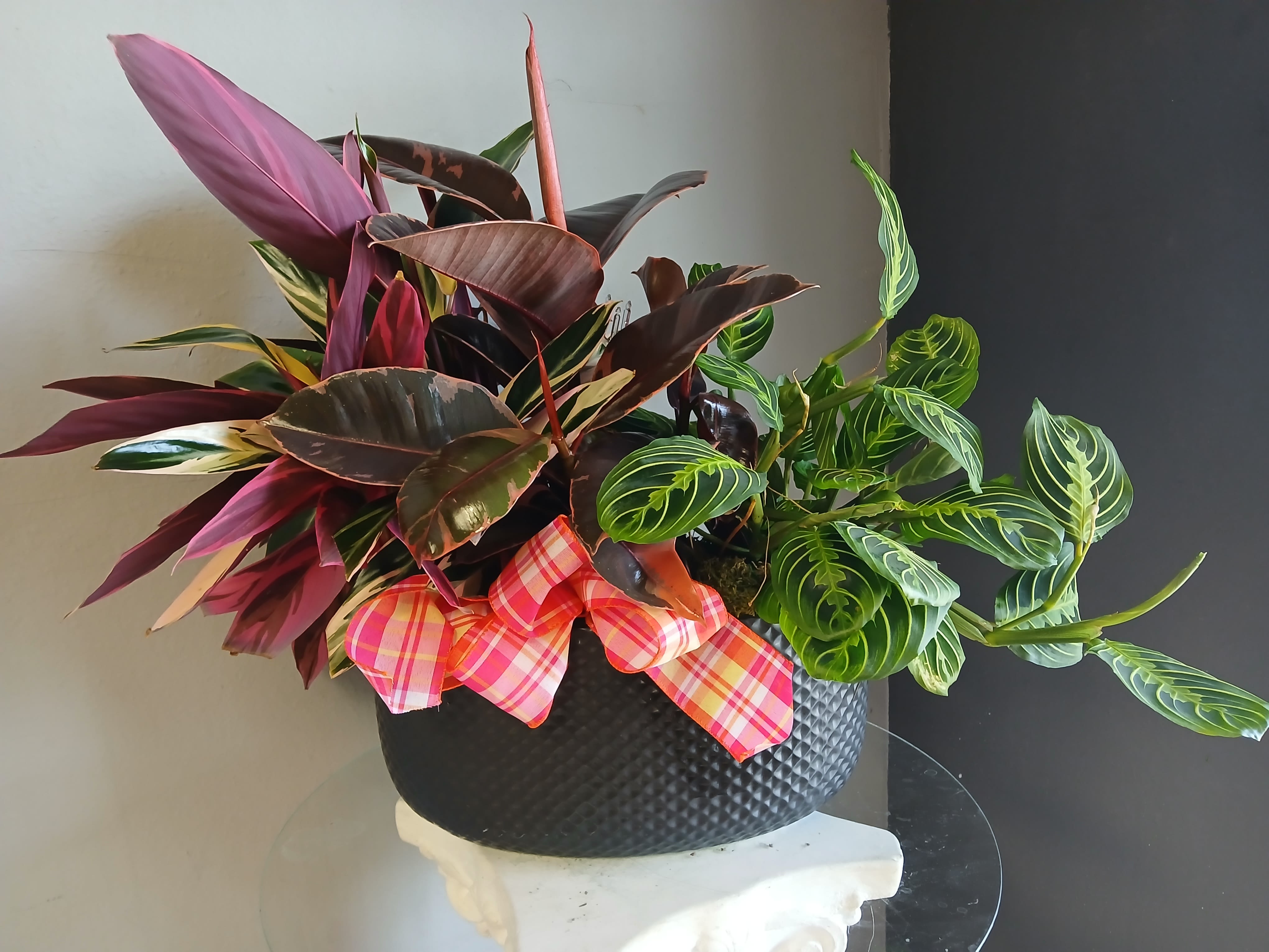 Potted mix plants PL110 - A lively potted plant arrangement that brings bold color and sculptural foliage to any room-perfect as a housewarming gift or everyday decorative accent. This plant arrangement pairs broad burgundy and pink leaves with variegated green foliage for a richly textured, contemporary look that will make the recipient feel noticed and cared for.  The mix is planted in a black textured planter tied with a pink-and-orange plaid ribbon, creating a tasteful contrast between saturated leaf tones and a subtle, modern container. The composition is full and asymmetrical, with greenery that extends outward to add instant presence on a tabletop, entry console, or windowsill.  Ideal for someone who prefers long-lasting living gifts over cut flowers, this arrangement requires typical indoor plant care-bright, indirect light and regular, moderate watering-so the person you're thinking of will enjoy its color and form for weeks to come.