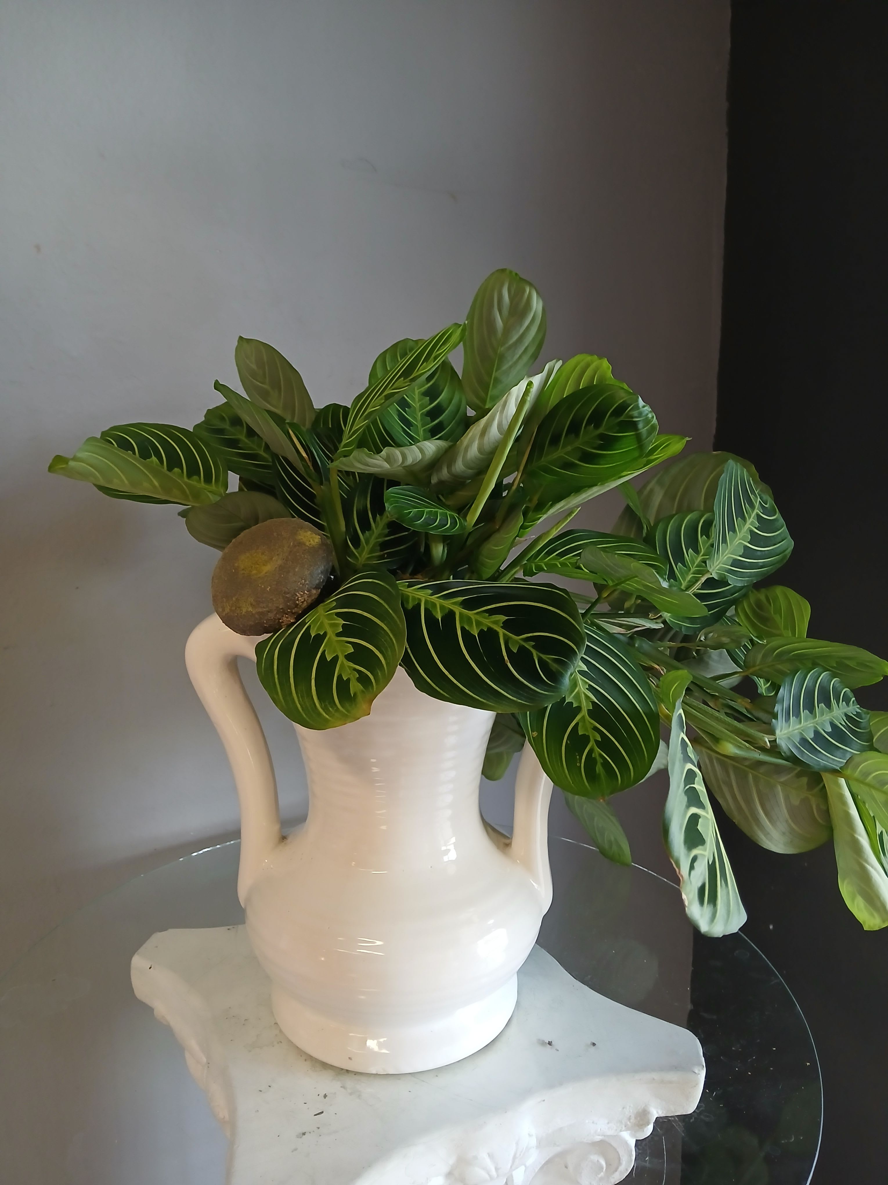 Leafy plant in potted vase #808 - A lush, leafy green plant arranged to feel like a calm indoor garden-the perfect green gift for housewarming, thank-you, or everyday moments when you want someone to feel cared for. This potted plant arrangement creates an immediate sense of freshness and ease; the recipient will notice the cascading, arching foliage first, a gentle statement of life that says "I'm thinking of you" without words.  Layered oval leaves with pale striped veining form a dense, spilling silhouette that softens shelves and corners. The plants come arranged in a glossy white ceramic vase with small handles, giving a clean, modern look that fits a range of interiors. Colors stay in soothing greens and soft whites so the piece reads evergreen and natural rather than floral.  Designed for easy enjoyment, this arrangement requires minimal care and is sized to sit on a console, side table, or kitchen counter-an ideal no-fuss gift for someone settling into a new home or anyone who appreciates low-maintenance greenery. Order to send a steady, living reminder of your thoughtfulness that grows with the recipient's space.