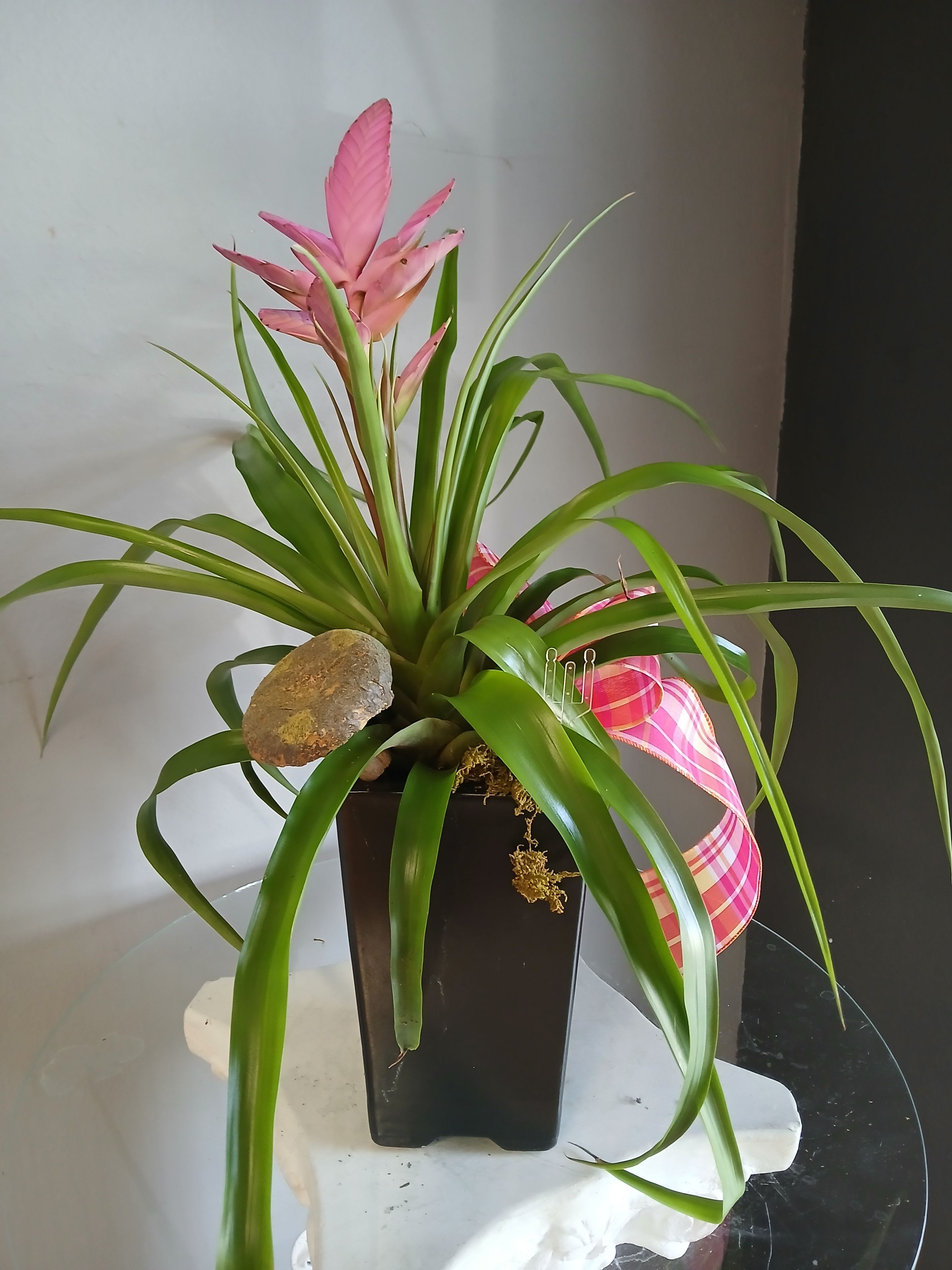 Bromeliad Antonia plant #803 - A tall, tropical statement that brightens any room-this bromeliad plant arrangement is perfect as an everyday gift or a cheerful desk or mantel accent. The fountain-like arch of long green leaves and the vivid pink central bract give the piece immediate visual drama, making it a lovely choice for birthday cheer, a get-well pick-me-up, or to say "thinking of you" with a bit of island energy.  Planted in a sleek black square planter, the composition is finished with decorative stone at the base and a pink plaid ribbon tied around the side for a sweet, polished touch. The color story of green, pink, and touches of white keeps the look fresh and modern while the compact base fits well on tabletops or reception counters. Low-maintenance and long-lasting, it brings tropical texture and bright color to home or office settings without demanding constant care.