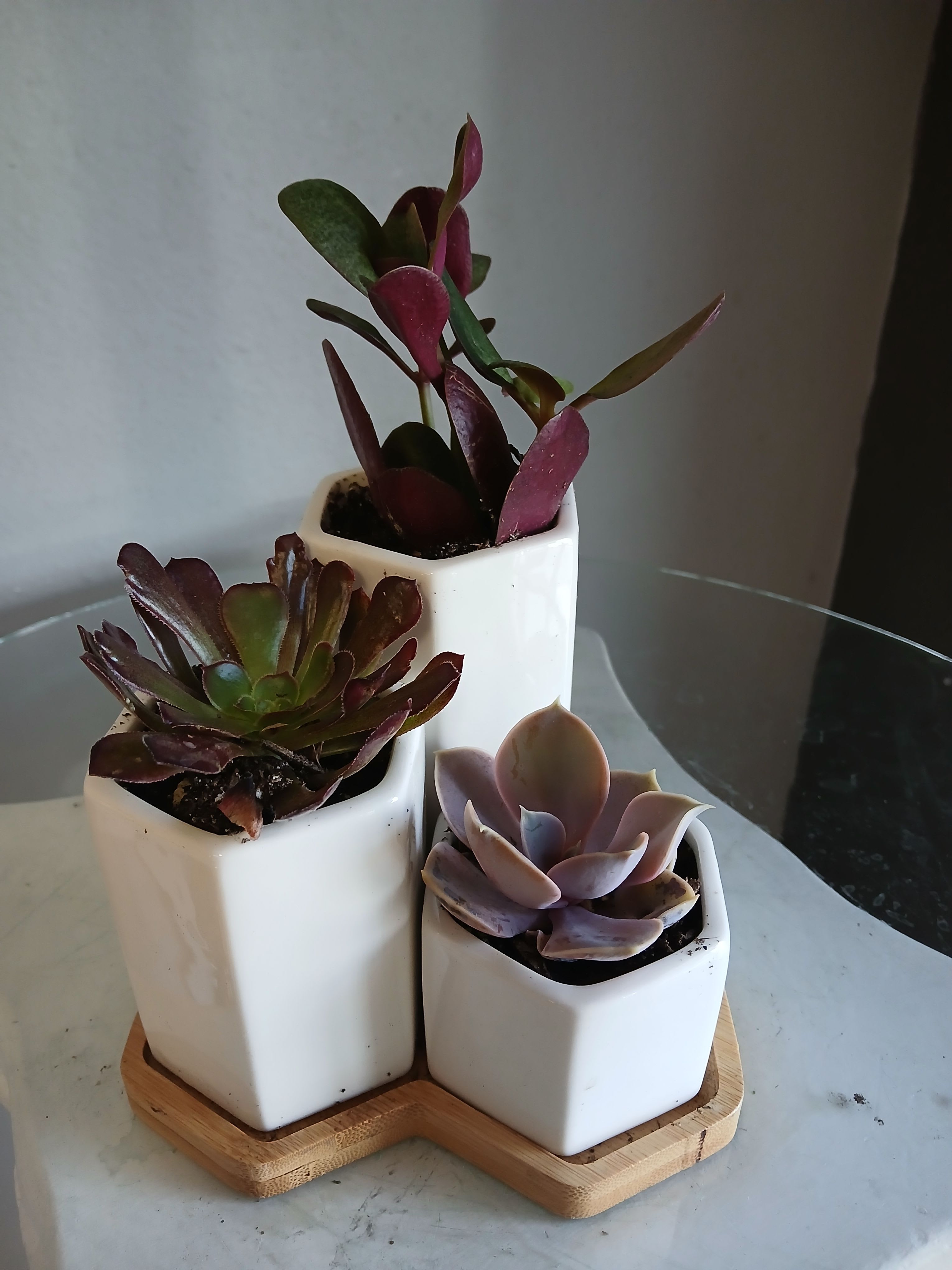 Succulent mini trio #801 - Low-key modern charm for the person who loves plants: a succulent mini trio arranged as a tabletop accent or casual gift. This succulent arrangement is ideal for housewarming, a small birthday, or "just because" moments-perfect when you want them to feel noticed without fuss. The combination of compact rosettes, an upright variety, and a purple-toned succulent creates a layered, slightly moody palette that reads as both contemporary and comforting.  Each plant sits in its own white ceramic pot, neatly set on a natural wooden tray for easy styling on a desk, windowsill, or coffee table. Colors range from deep burgundy and rich green to soft lavender and pale highlights, giving visual contrast and texture without overwhelming a space. The low-maintenance succulents require minimal care, making this trio an effortless way to brighten someone's day and keep the sentiment alive long after delivery.