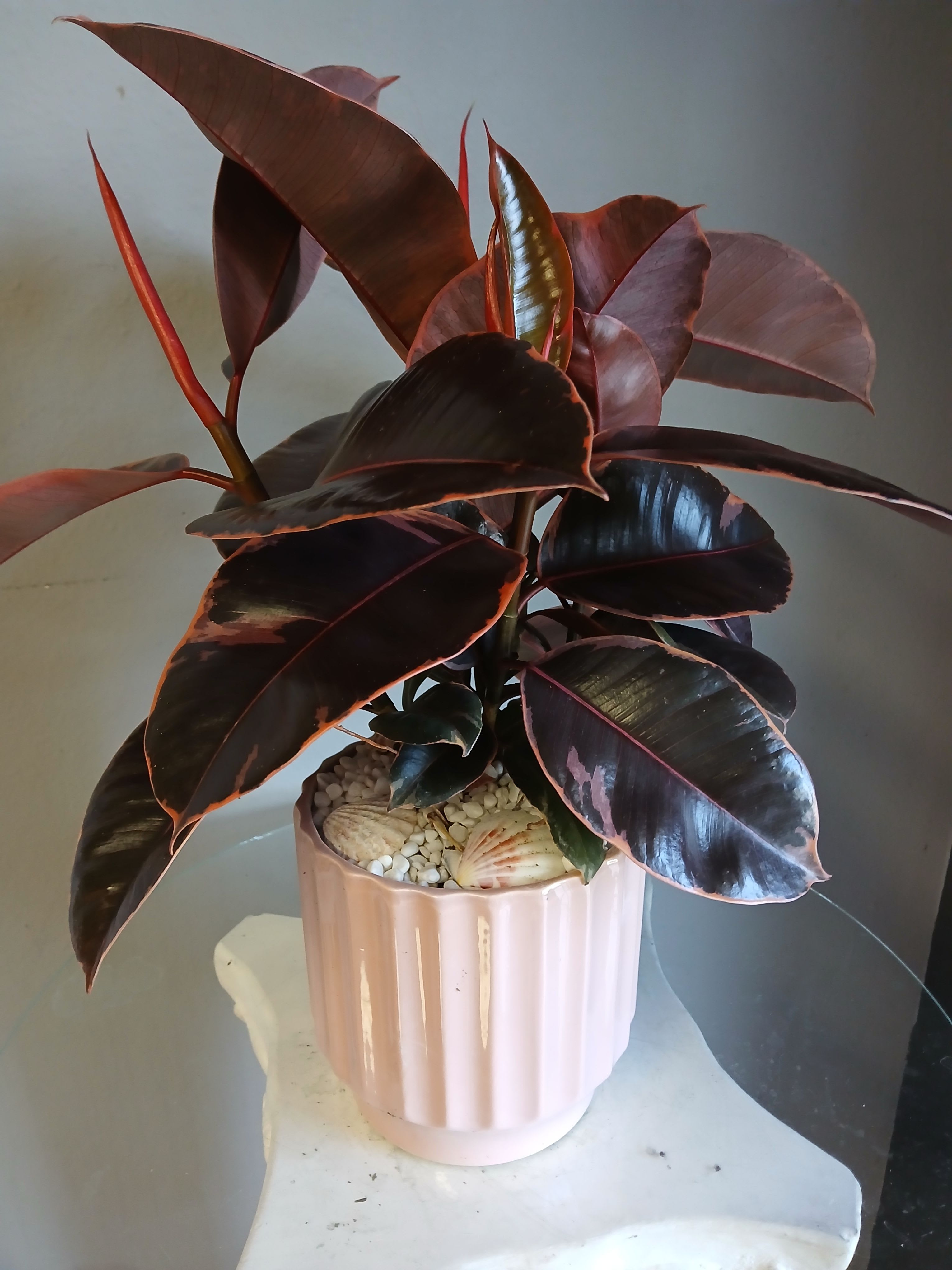 Ficus in Pink PL113 - Deep, glossy burgundy leaves edged in warm pink-red give this potted rubber plant a dramatic, modern presence-perfect as a housewarming gift, a thank-you surprise, or a just-because pick-me-up. As an indoor plant arrangement, it makes the room feel both tropical and elegantly moody; the person you send it to will notice the rich, near-black foliage and the unexpected pink margins that catch the light.  Planted in a ribbed blush ceramic pot and finished with clean white decorative pebbles and a few seashell accents, this arrangement reads as living decor that's low-fuss and intentionally styled. The large, waxy leaves bring bold texture and lasting impact without the need for daily care, making it a great choice for someone who wants greenery that looks curated.  Ideal for celebrating a new home, saying thanks, or brightening someone's desk or tabletop, this piece arrives ready to display. Recommend bright, indirect light and occasional watering when the topsoil feels dry to the touch to keep the foliage glossy and healthy.