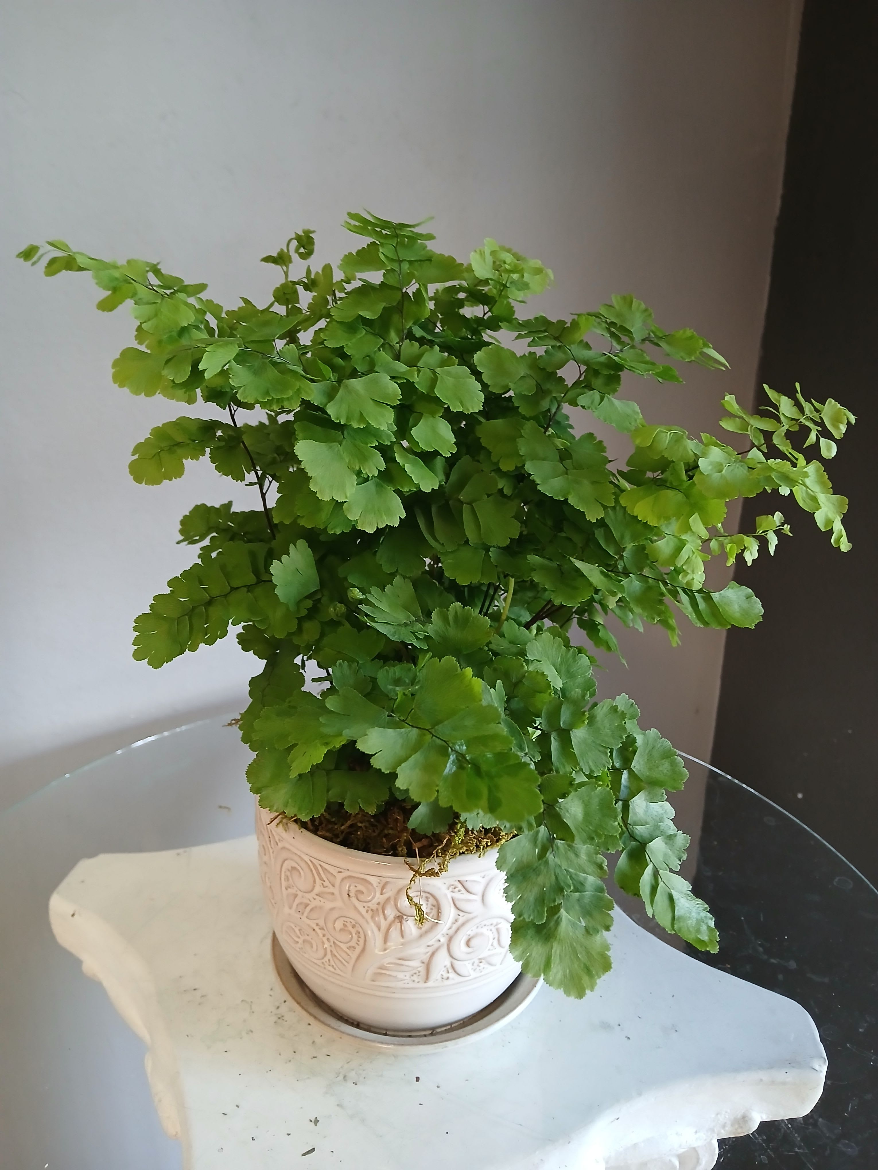 Maidens Hair PL114 - Bright, arching fans of vivid green foliage give this potted Maidenhair arrangement a fresh, serene presence perfect for a housewarming, thank-you gift, or a thoughtful just-because surprise. The plant-forward design reads as calm and natural rather than showy-ideal for someone who appreciates indoor greenery and soft, airy texture on a desk, shelf, or windowsill.  Delicate, fan-shaped fronds spill from a compact root mass and are presented in a white ceramic pot with an embossed scroll pattern and matching saucer, lending a clean, classic look that fits modern or cottage-style décor. The green-and-white palette keeps the overall effect light and versatile.  Give it to the person you want to make feel cared for-this is the kind of gift that brightens a room and invites calm. Size and care: small-to-medium potted plant in a ceramic container with saucer; keep in bright, indirect light and water when the topsoil feels slightly dry to the touch.