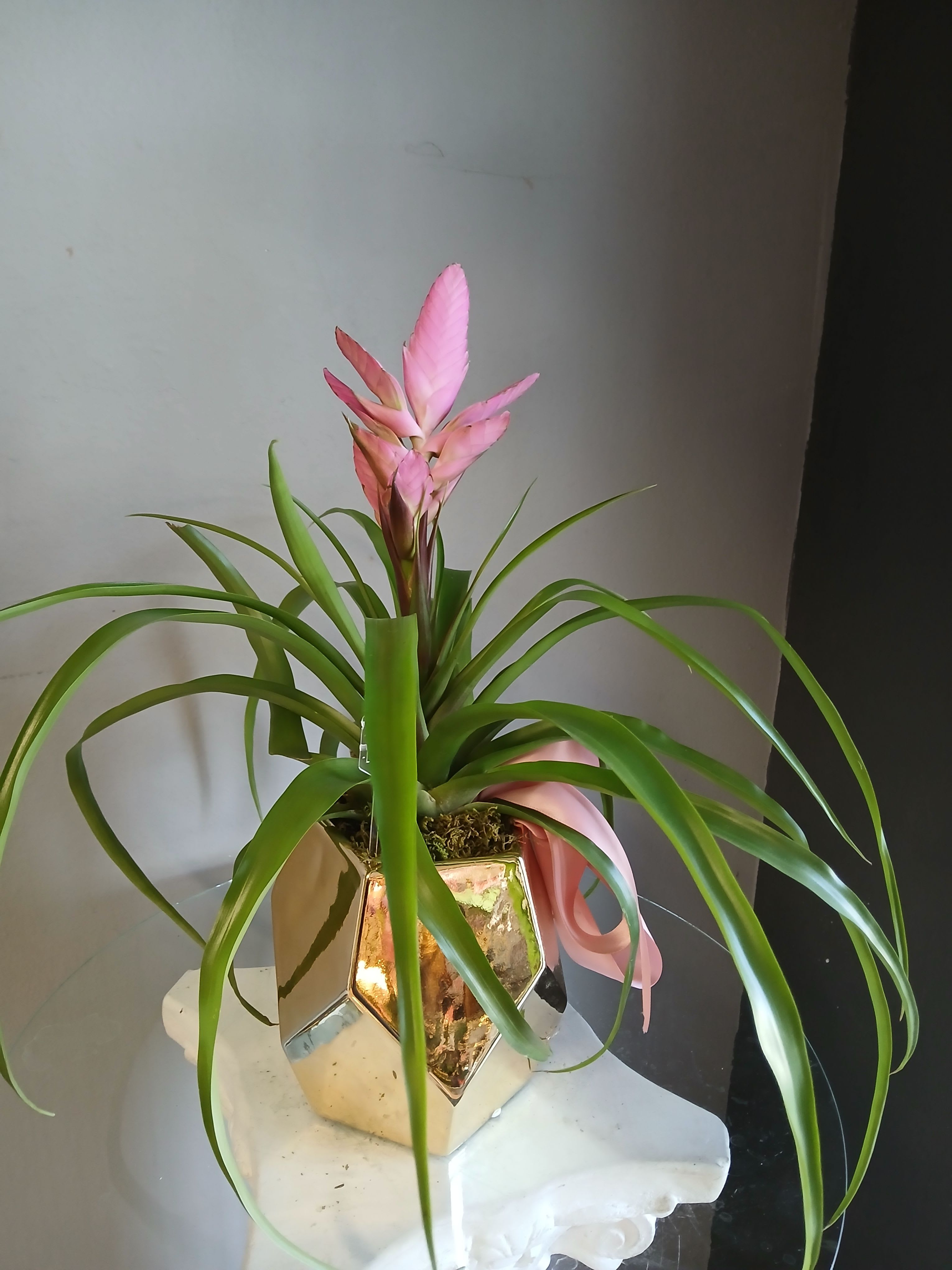 Antonio the Bromela PL115 - A bright tropical plant arrangement that brings instant cheer-perfect as a casual gift or a lively home accent. This potted bromeliad arrangement is ideal for everyday occasions like a "thinking of you," housewarming, or birthday gesture; the pink central bract reads festive and joyful while the arching green foliage adds graceful movement and texture.  The plant sits in a reflective gold geometric vase that gives modern polish, and a soft pink ribbon ties the look together for a finished, gift-ready presentation. Colors are green, pink, and yellow tones in the foliage and bloom, and the mix of glossy leaves against the metallic container creates a striking contrast that brightens any room.  Made to feel effortlessly stylish on a shelf, entry table, or desk, this low-maintenance tropical is an easy way to make someone feel seen and celebrated. Care is minimal-keep bright, indirect light and water sparingly at the plant's crown-available in a single decorative size ready to send.
