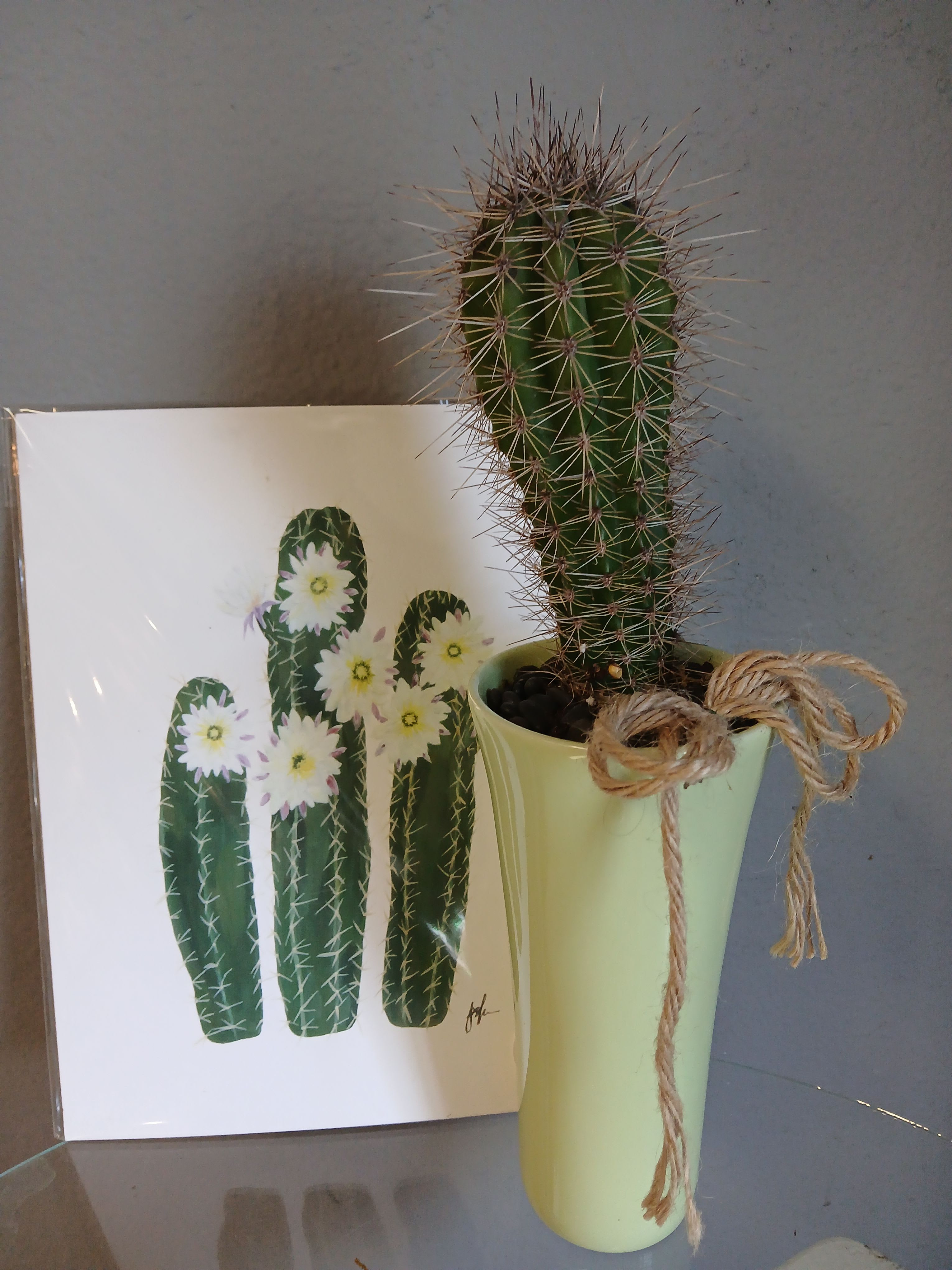 Cactus Set with Photo - A tall, spiny cactus in a pale green ceramic vase makes a fresh, low-fuss gift for plant lovers - perfect as a casual birthday surprise, a housewarming touch, or a thoughtful "thinking of you" present. The clean, minimal silhouette and desert-inspired card give the recipient a quietly modern look that feels both playful and well considered.  The cactus sits planted in dark black pebbles inside a hand-feel pale green ceramic pot, finished with a simple twine bow for a rustic accent. A printed card with cactus artwork tucks behind the plant to reinforce the theme; colors are leafy green with a pop of warm yellow in the artwork. Compact and easy to place, this arrangement brings texture and sculptural interest without demanding upkeep.  Ideal for someone who prefers low-maintenance greenery, it brightens desks, shelves, and small tables while requiring only occasional watering and indirect light. Comes ready to display in its vase with card and pebble top dressing - a ready-made, enduring gift that keeps giving.