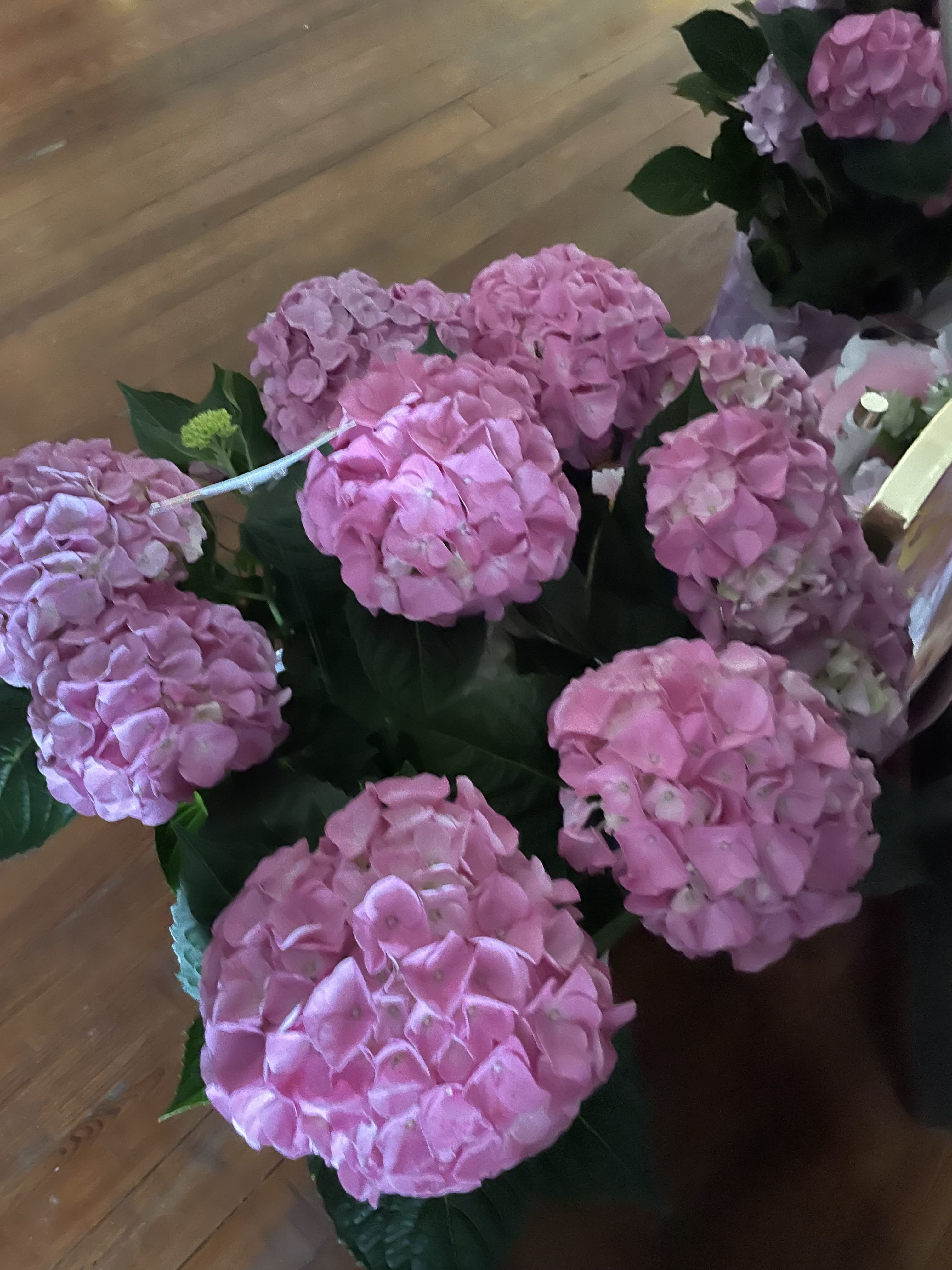 Pink hydrangea blooms arranged in a bouquet