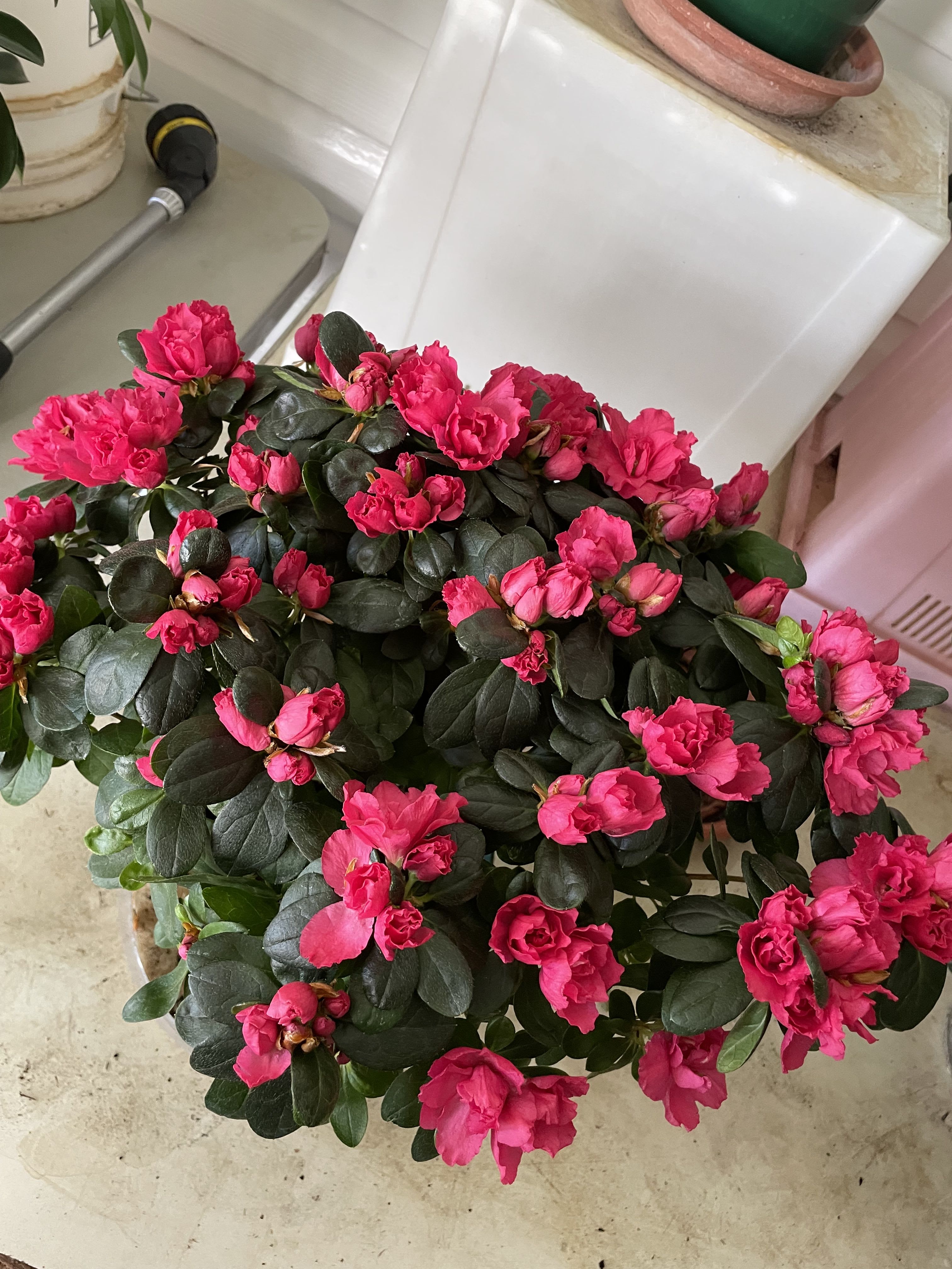 Potted azalea plant with bright pink blooms