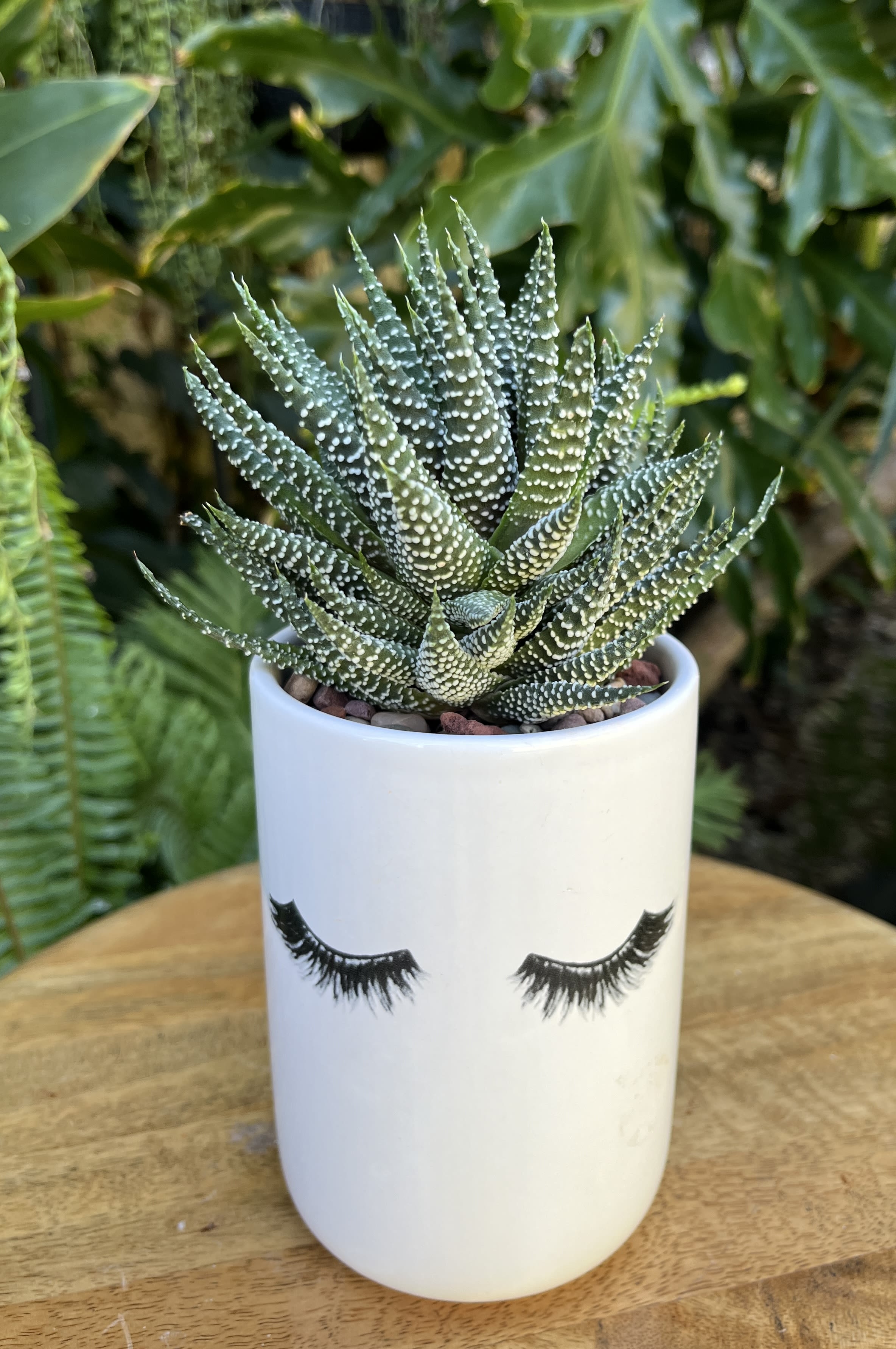 Potted succulent in a white ceramic planter with eyelash design