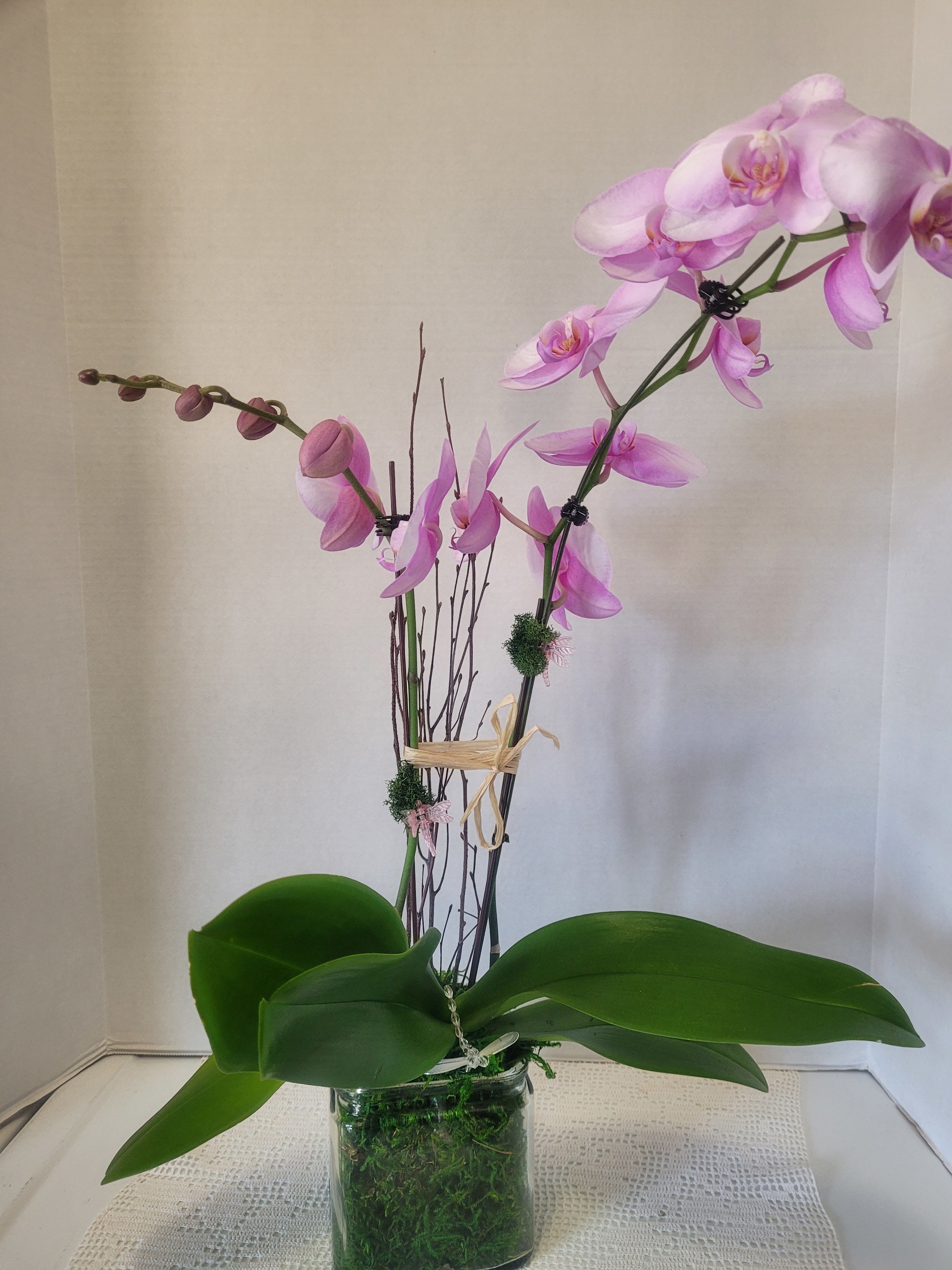 Sweet Lavender in Glass - A stunning double stem Phalaenopsis orchid in a glass container. Stands approximately 26" tall. An ideal gift for anyone. 