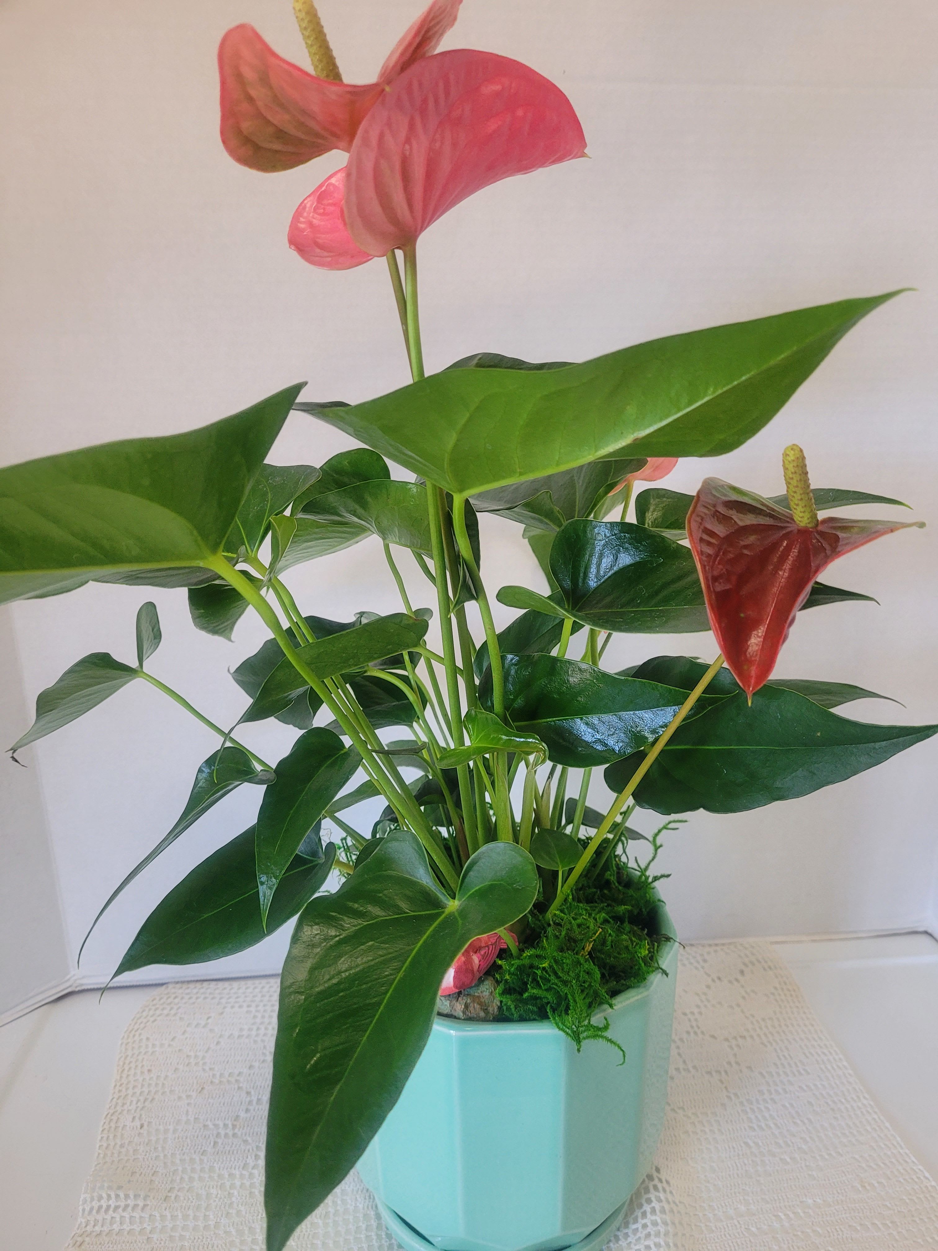 Pink Large Anthurium  - This striking pink Anthurium is ideal gift for anyone. It will add a splash in any decor. 