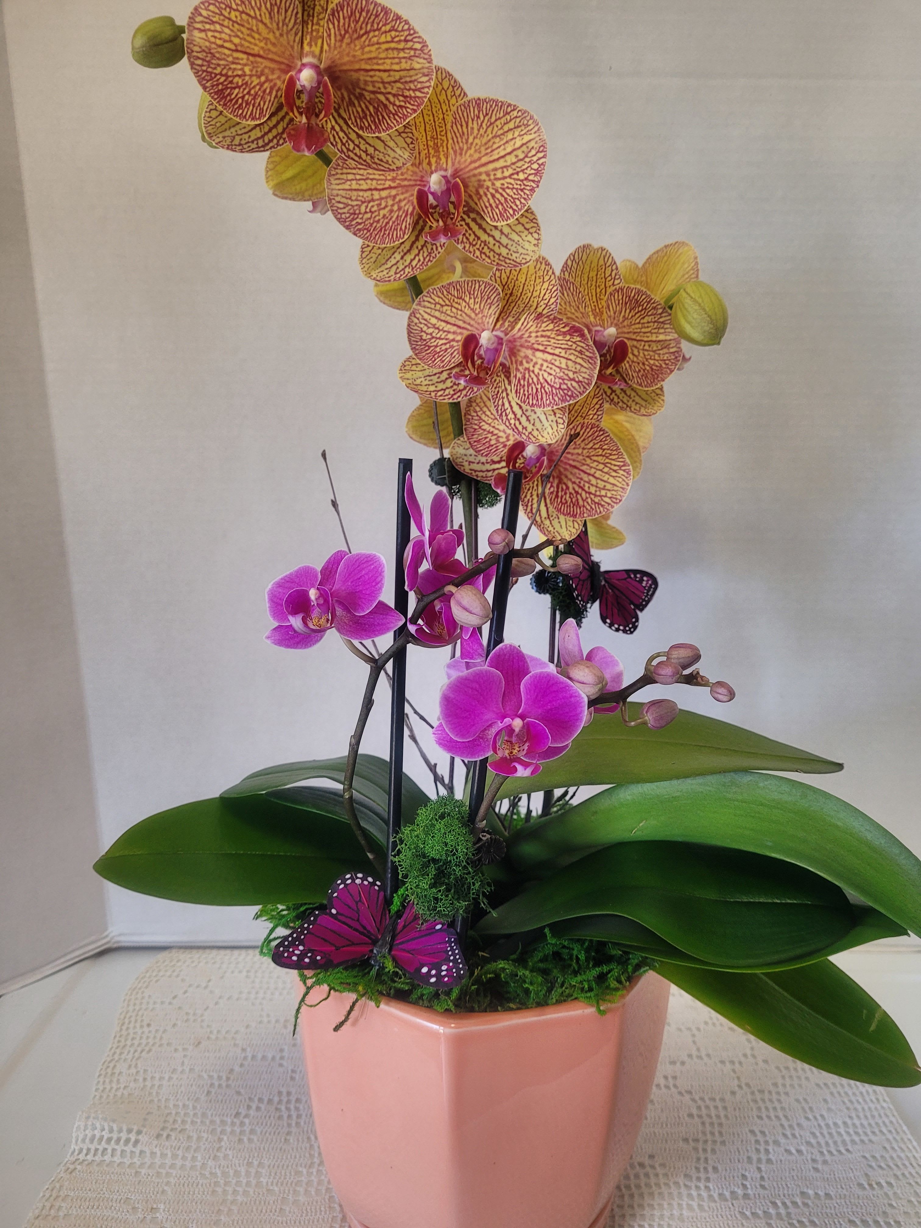 Peach Container  - This is an amazing arrangement with two different colored Phalaenopsis orchids. With the double stems, there are four blooming stems of flowers. Plus, the beautiful peach ceramic. 
