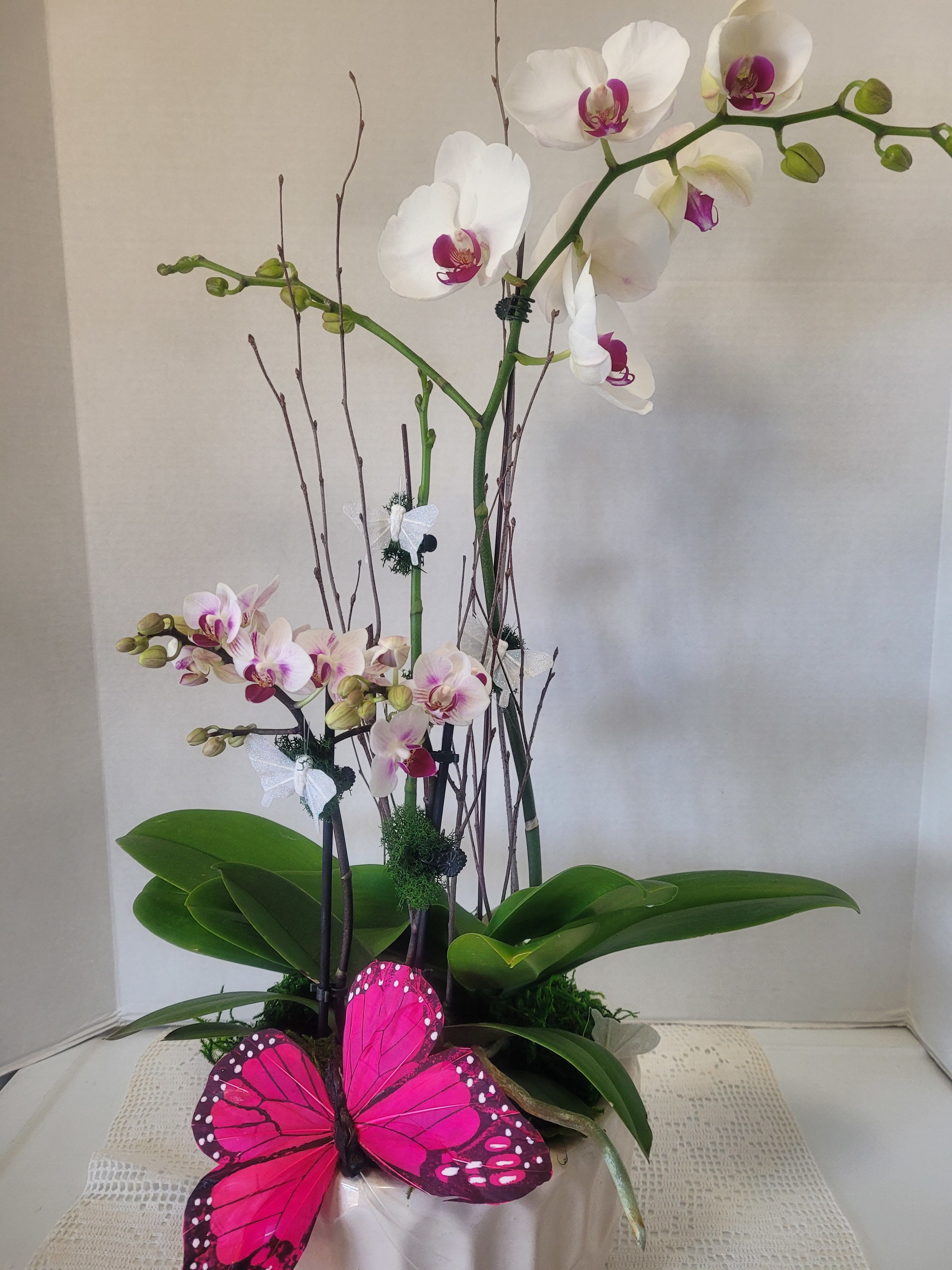 White Orchids - Two separate lovely white Phalaenopsis orchida featured in a ceramic container. This means four stems of continual blooms. An ideal gift that keeps giving. 
