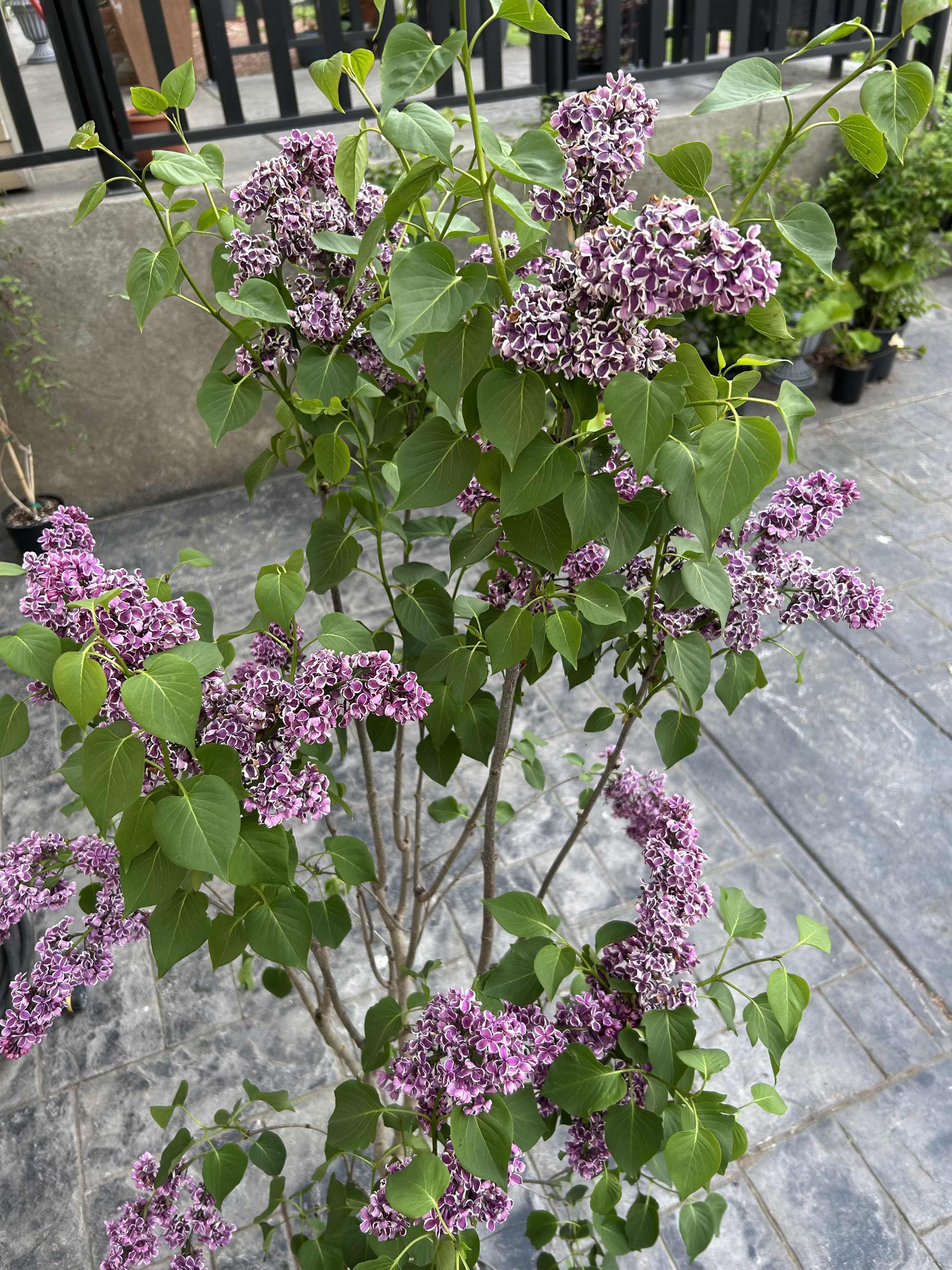 Lilac Tree  - Bi-Colored Fragrant Lilac tree, they bloom in the spring and have such a pleasant scent. Get this for your home or give it as a gift so whoever receives has blooms for years to come and always have a memory of your kind gesture.  *limited availability.
