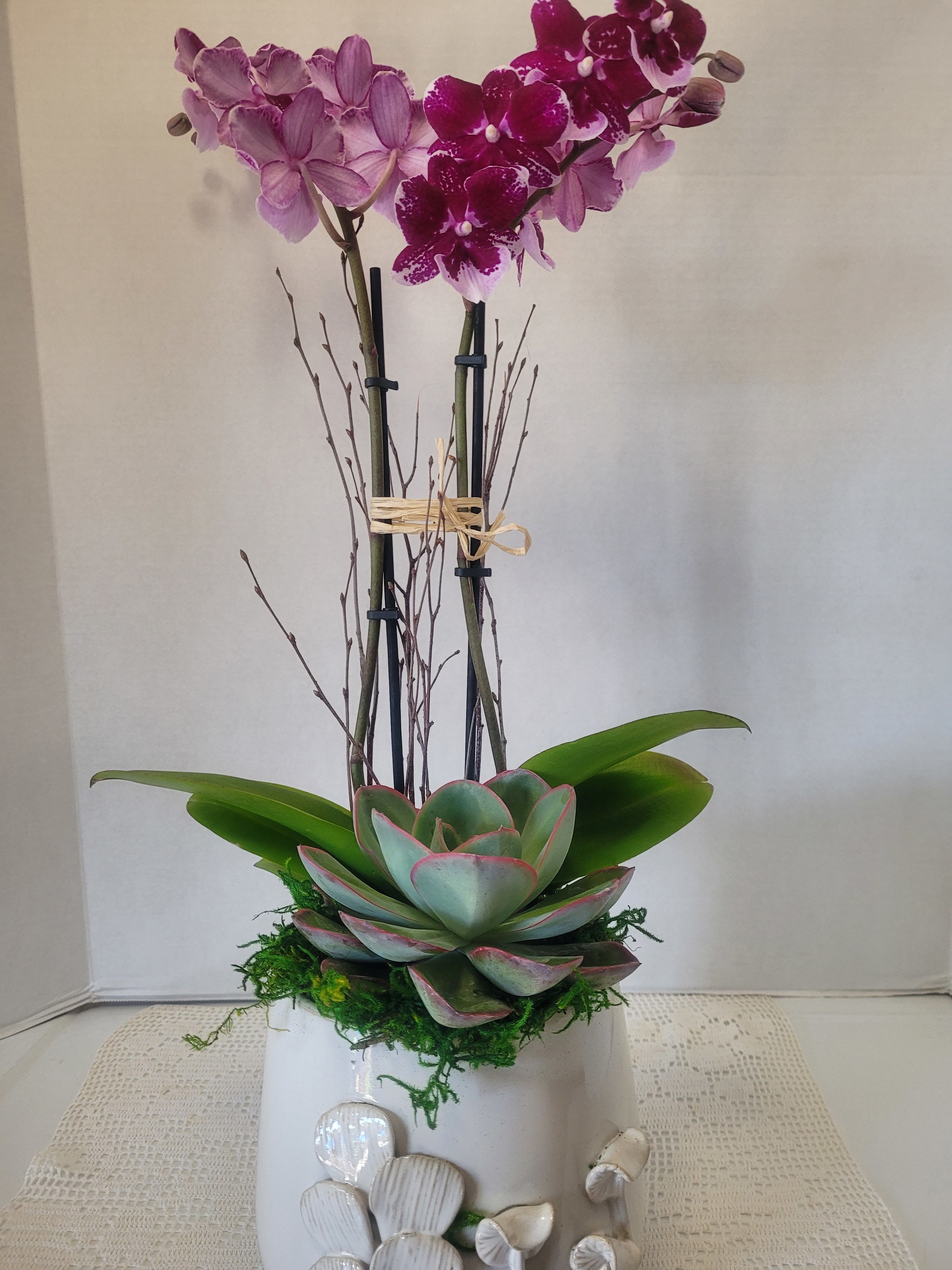 Double Stem Purple with Escheveria  - A beautiful Phalaenopsis Orchid that's meant to "wow" anyone. It is an ideal gift.