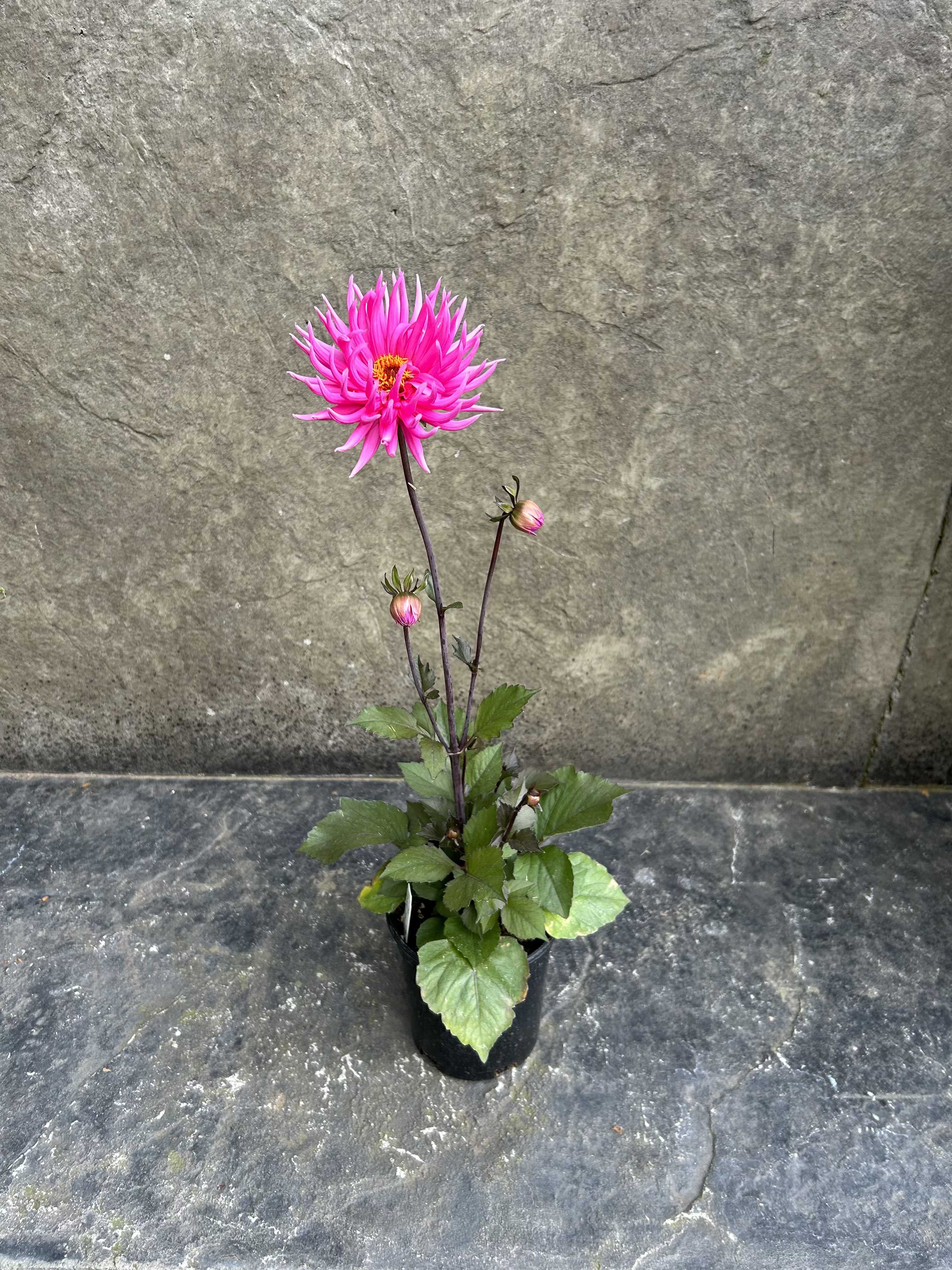 Dahlia Electro Pink  - I do it for the garden lovers! Look at this beauty! Hot pink Dahlia and she has a point to make! Get this beauty for your garden or give her as a gift. Dahlias bloom every summer season and their tubers are fruitful. *limited availability.