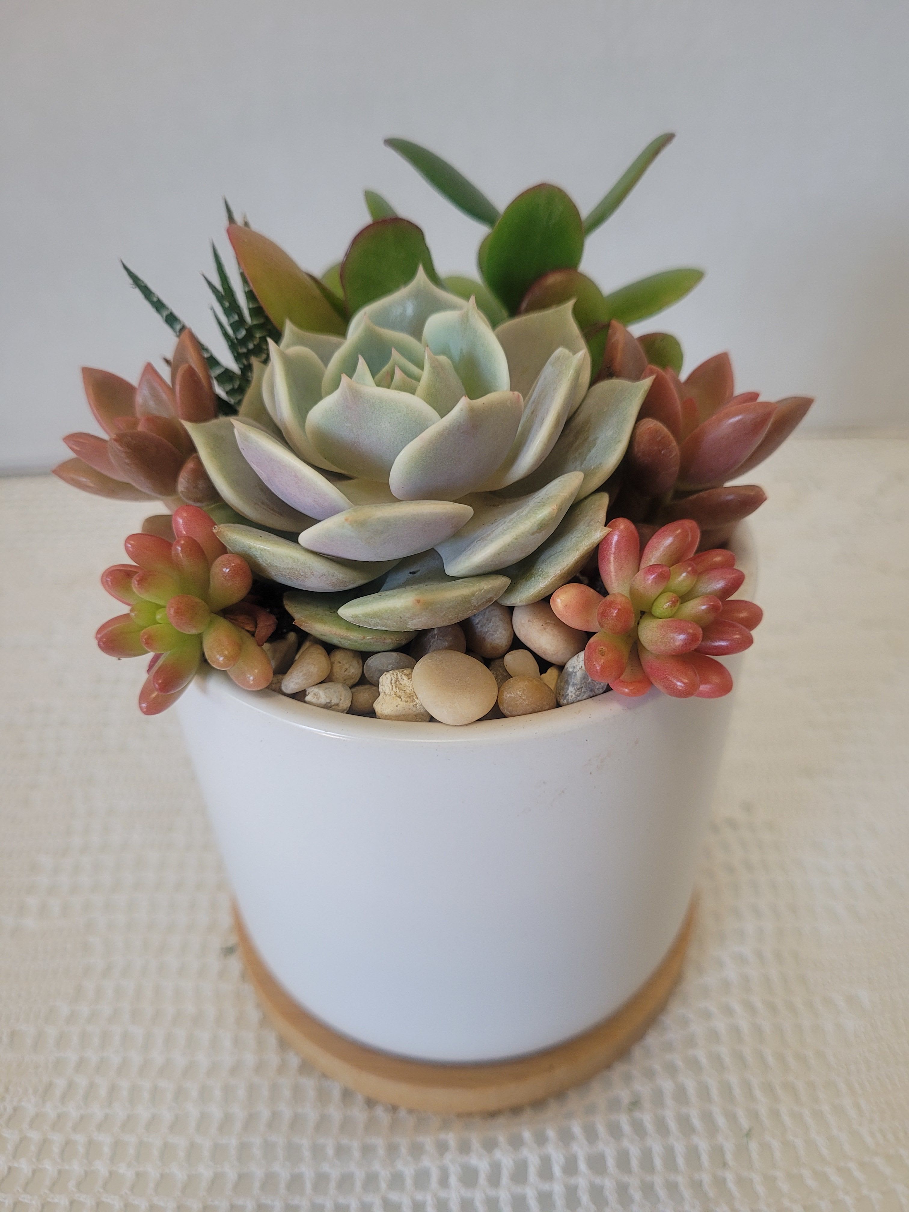 Succulents in White - This small succulent arrangement is suitable for anyone. Very easy to care for.