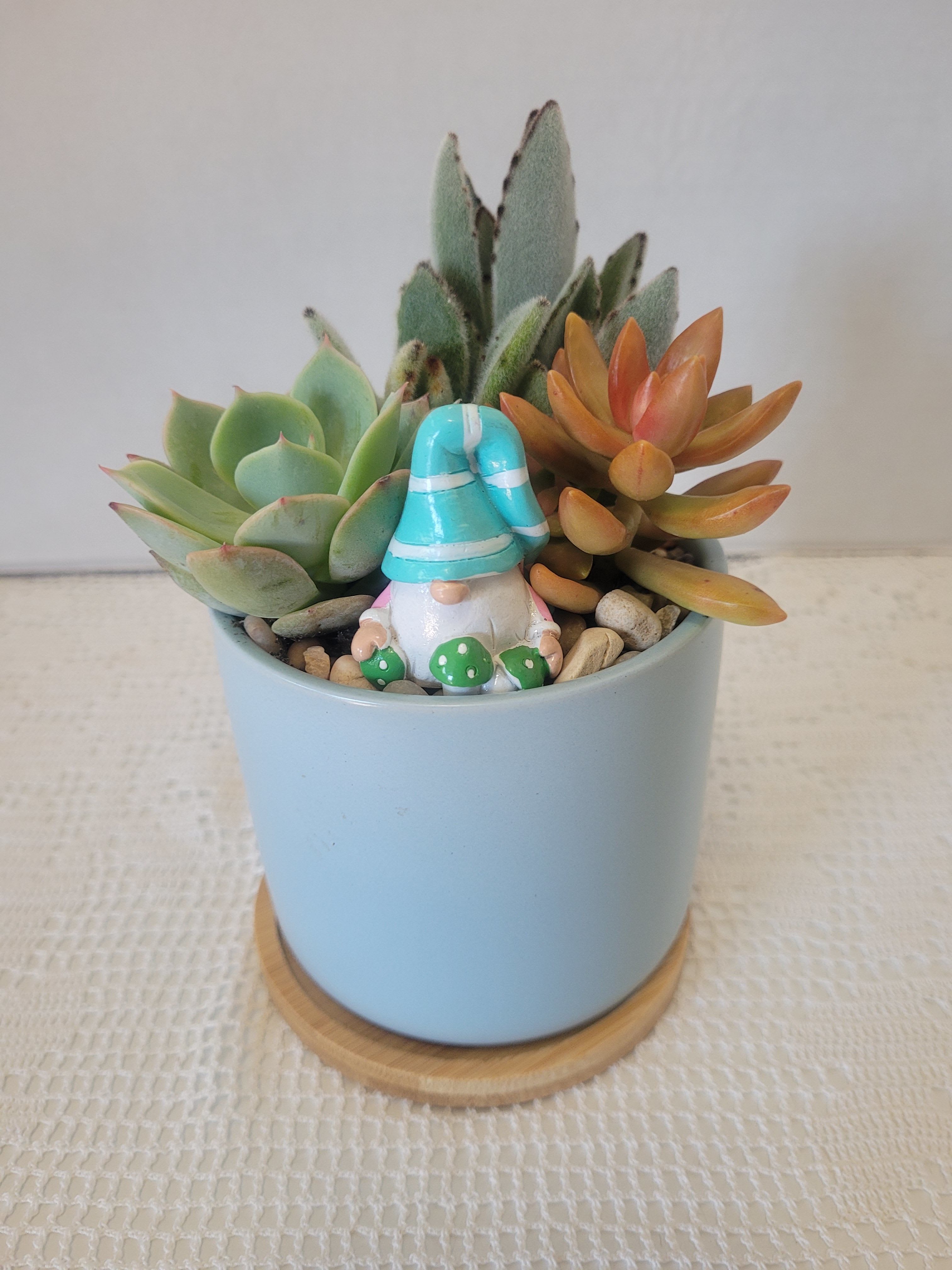 Succulent in Blue - Very easy to care for succulents along with the bamboo saucer and a matching gnome. 