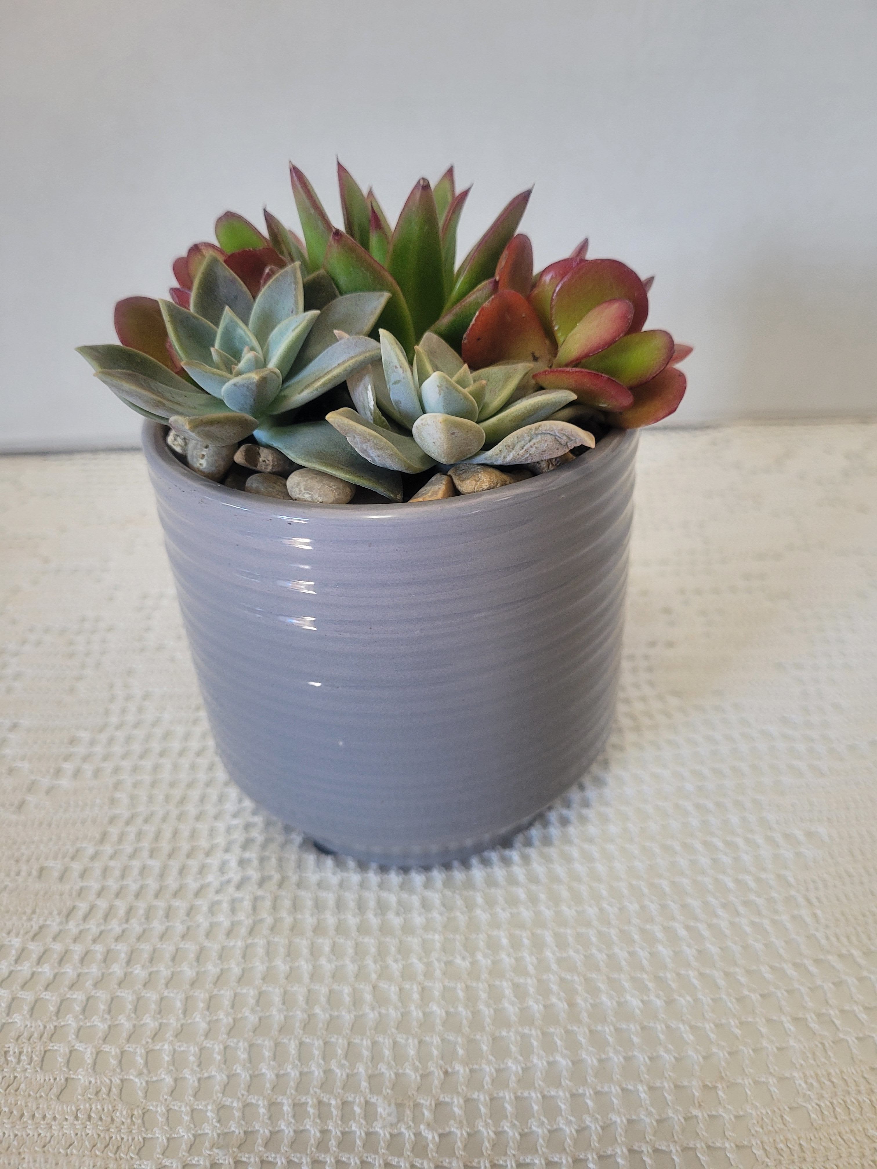 Succulent in Grey - A simple ceramic container planted with hardy easy to care for succulents. Ideal for any occasion. 