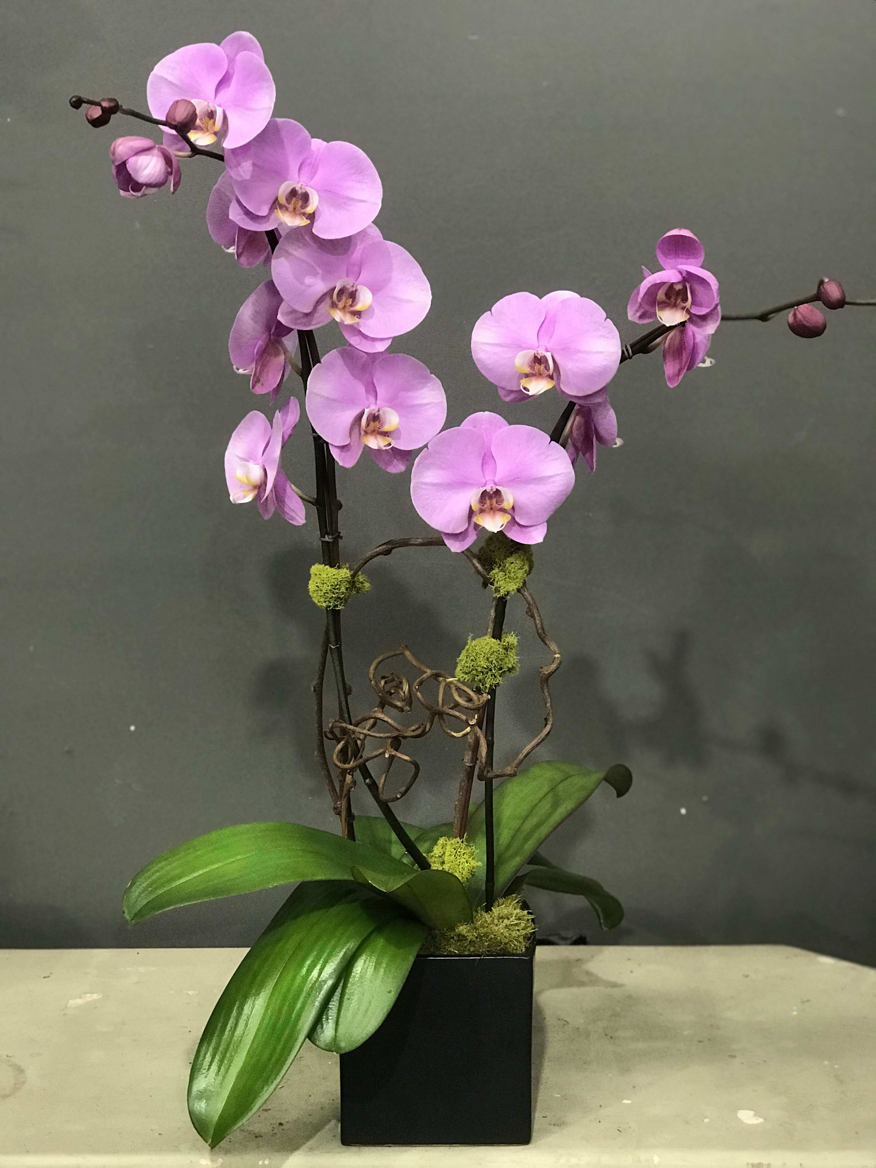 Pink orchid plant in a black square pot