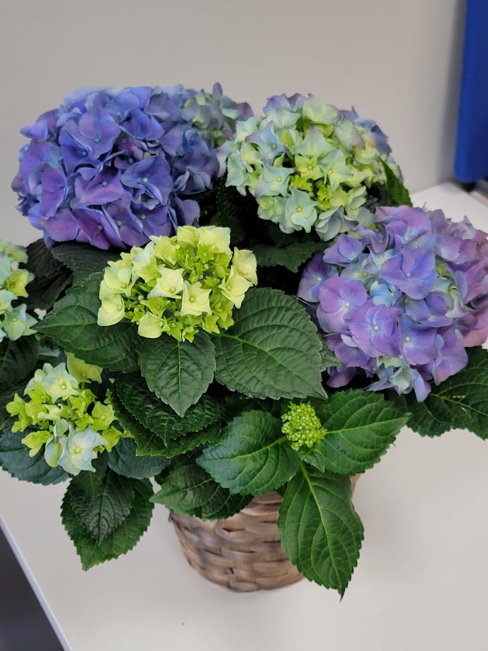Basket of purple and green hydrangeas with large dark leaves