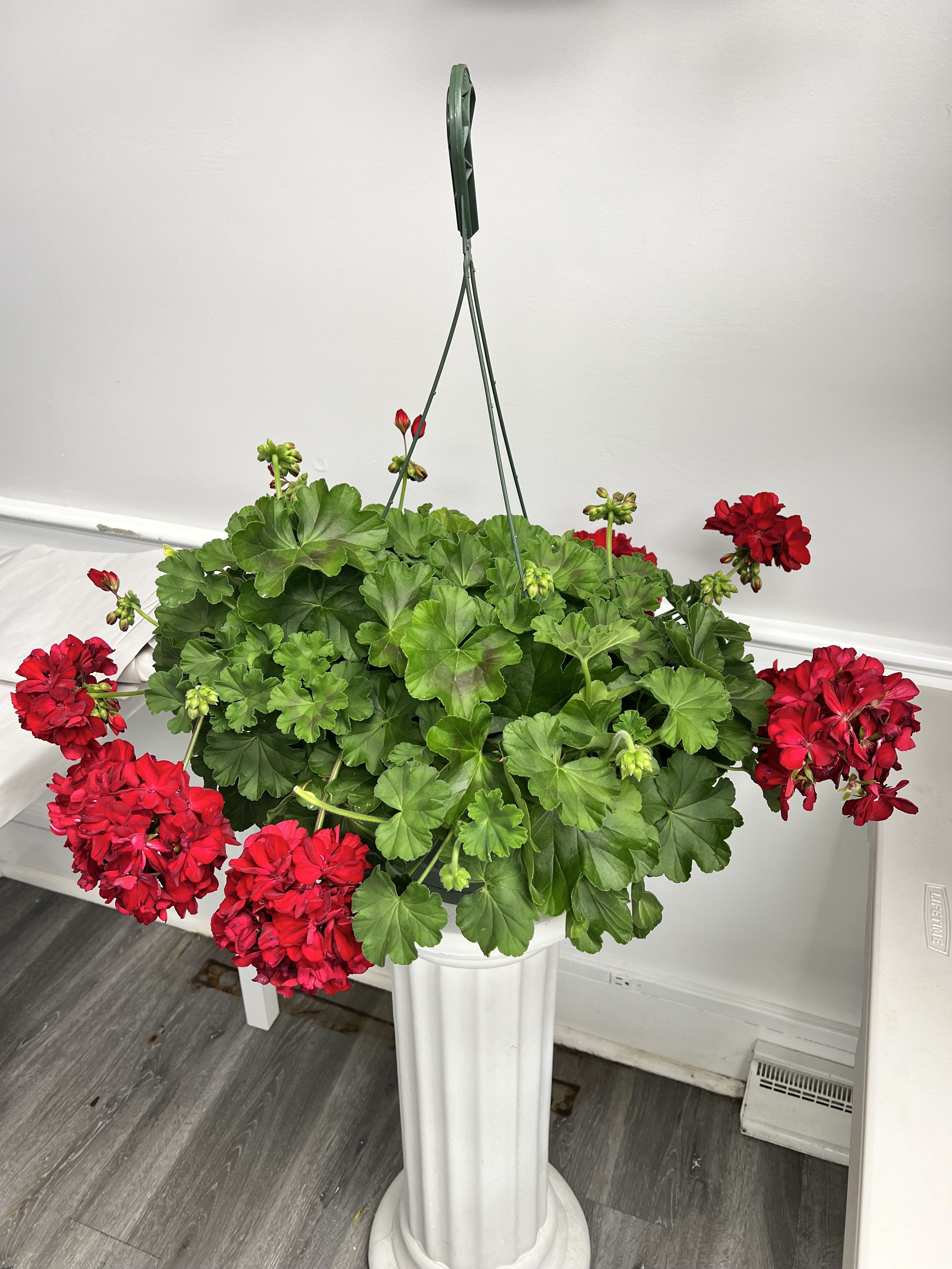 Hanging Geranium - Bright color for your patio or porch , Blooms all season . Requires full sun