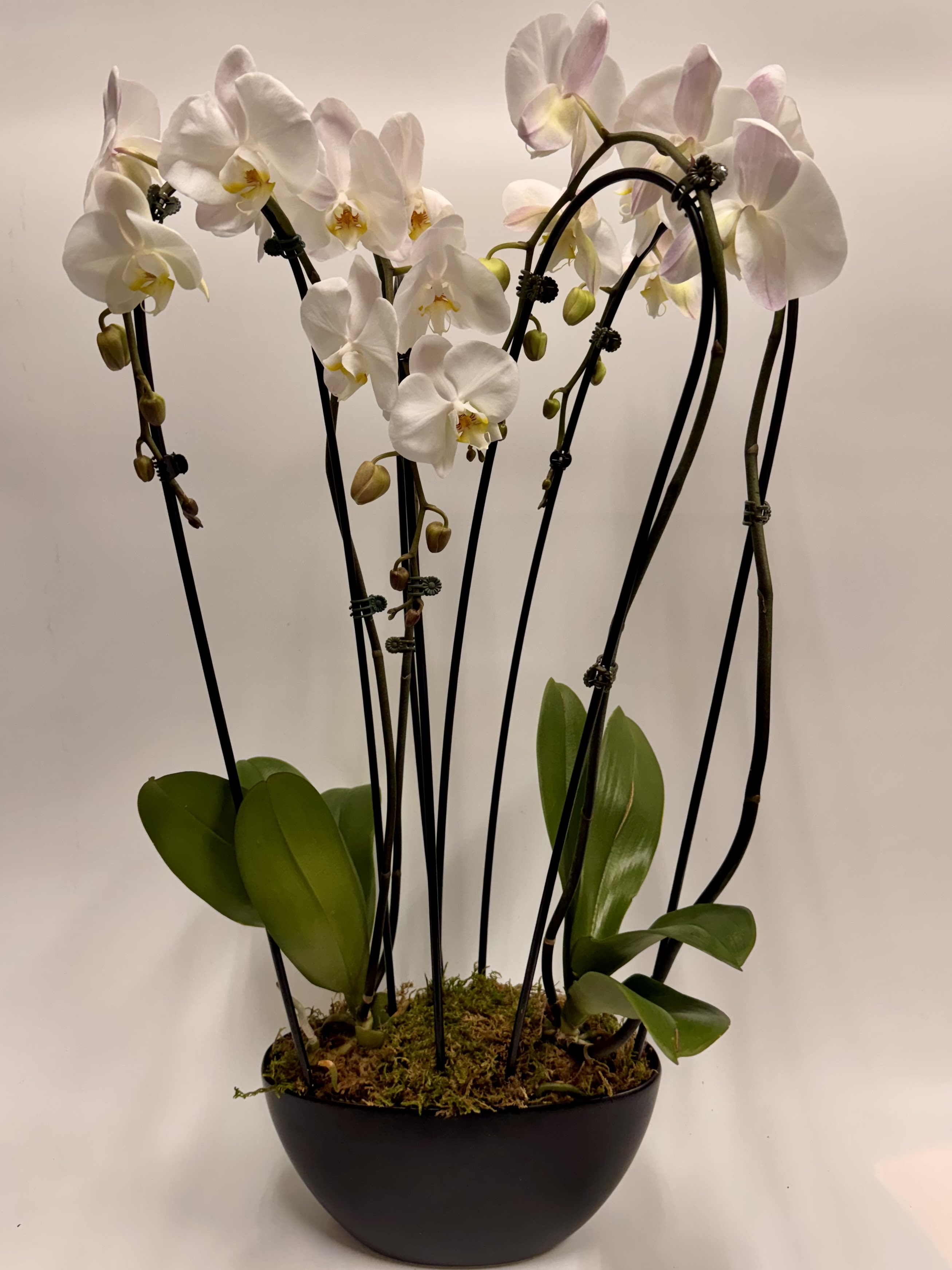 Modern Orchid  - 2- Double Phaelonopsis Waterfall Orchid Plants in a sleek, modern black ceramic container. 