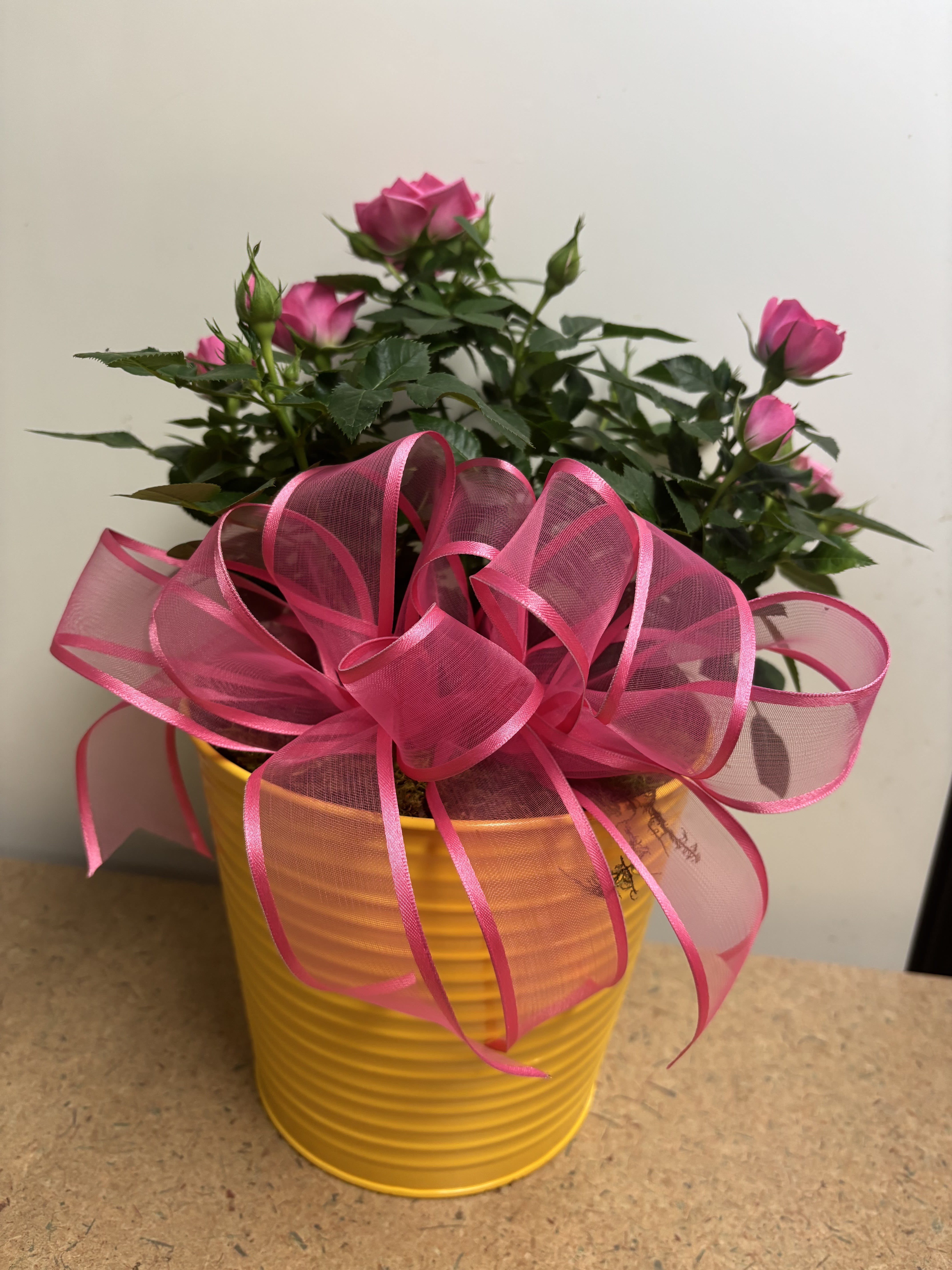 Enchanted Beauty - An exquisite a delightful mini rose plant is potted in this 6" diameter vibrant color selected from varying colors with moss covering plant base, accented with a seasonal bow.  Suitable for INDOOR presentation. A French Rose and Vanilla hand therapy cream will be included in the presentation.  Rose and container color is Designer chosen based on seasonality/availability.