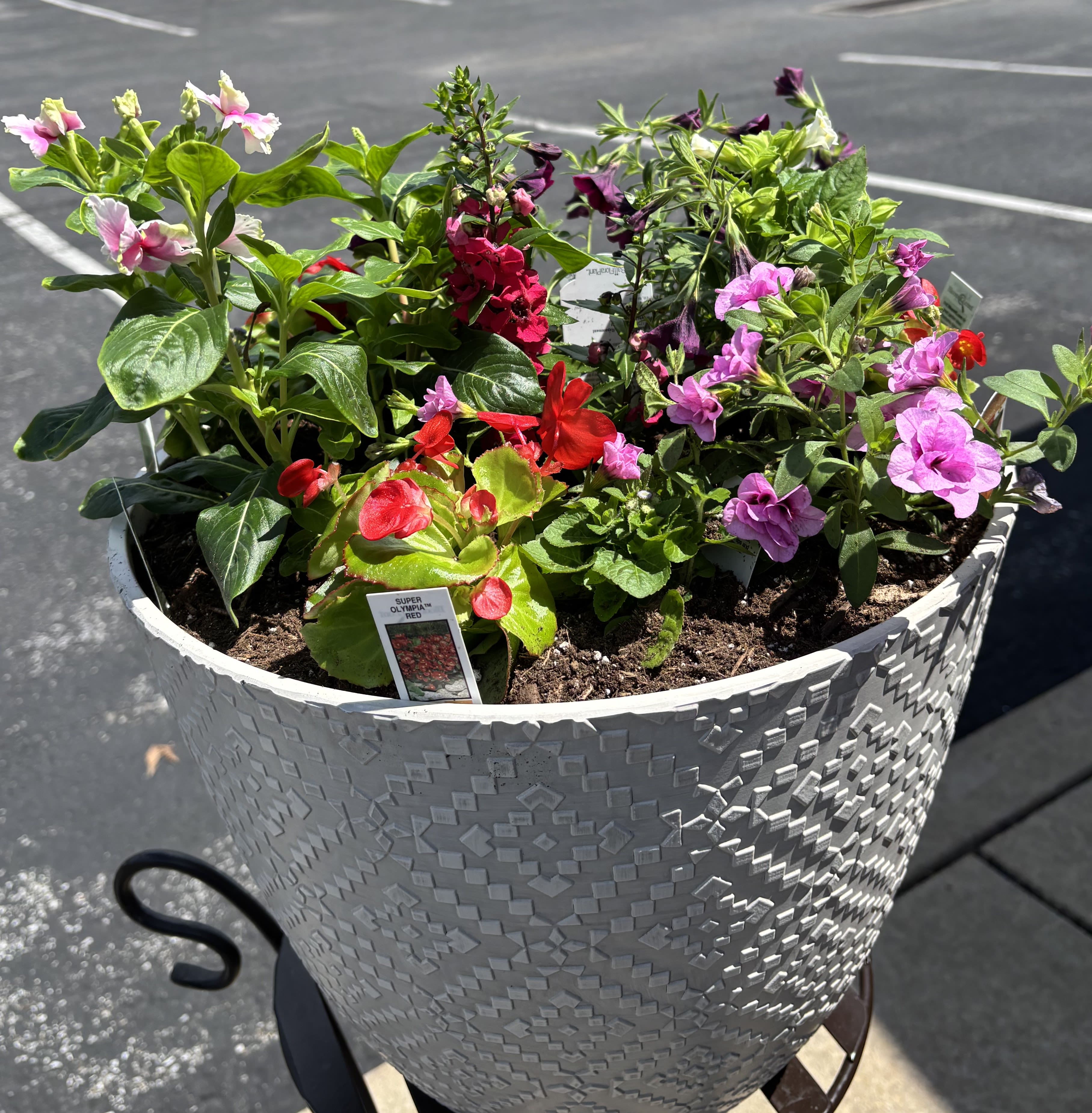 Just Spectacular! - Your Mother will be thrilled with this exquisite locally grown cream resin planter...the color combination is spectacular!  11+ locally grown plants fill this 14" diameter x 12" high container.  This item is newly planted by Curly Willow and will continue to grow and spill over the sides of the container in colorful beauty.  