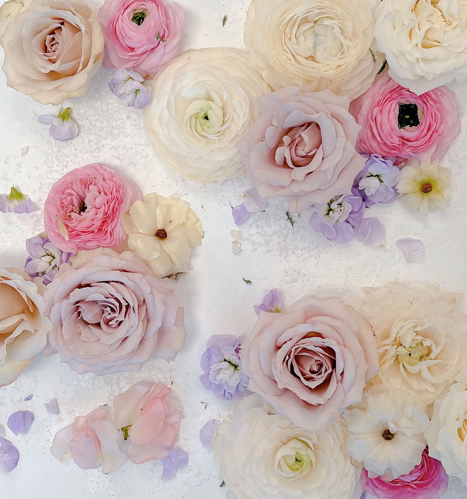 Scattered pastel ranunculus and roses on a white background