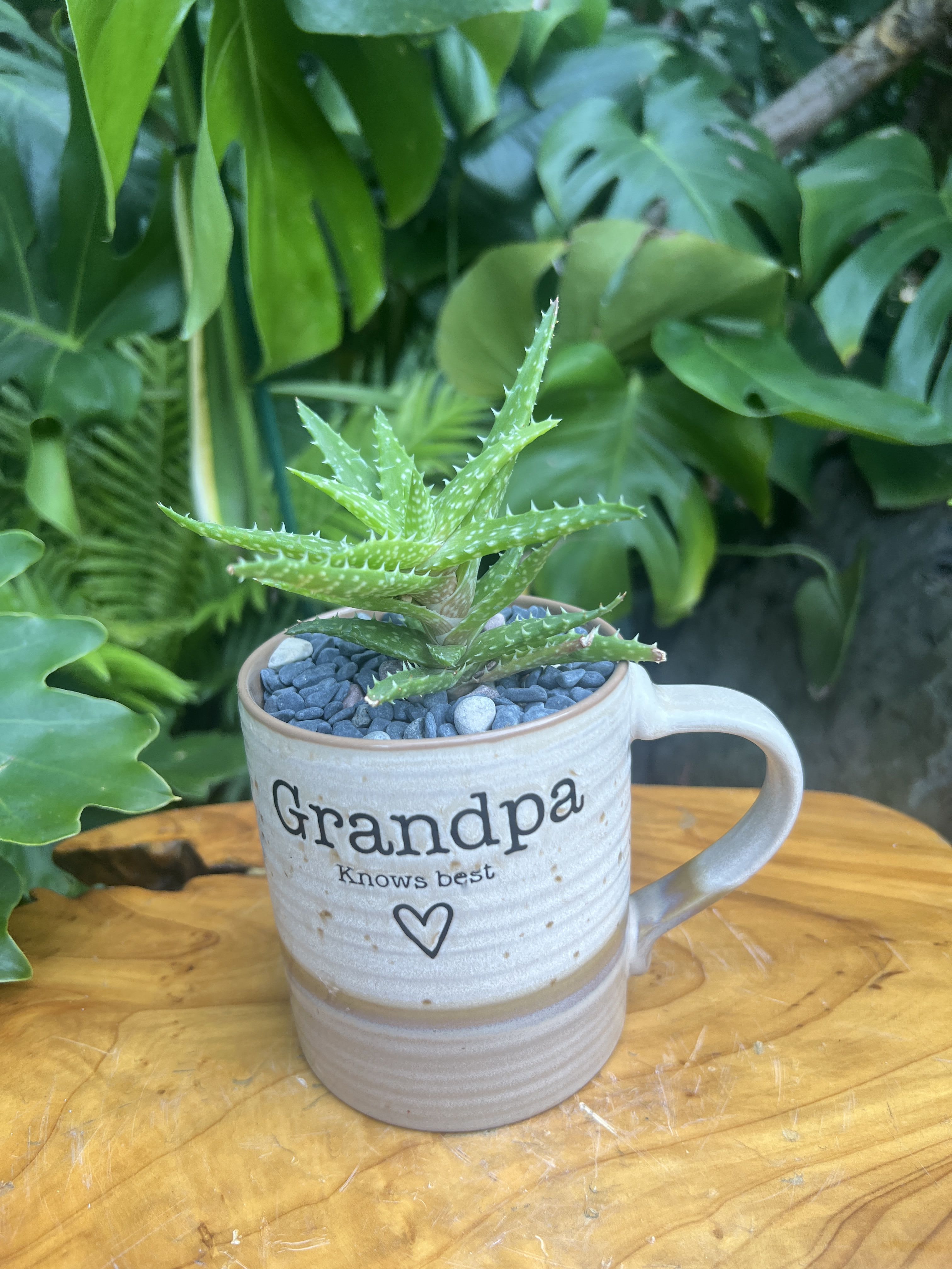 Grandpa  - A living succulent selected and grown to complement a mug about 4 inches tall.  This photograph illustrates the variety of succulent types and mugs we offer. The specific succulent and mug combination delivered will be determined by the designer based on availability. If you would like to request a specific item, please place your order in the Custom Arrangements section where you can specify those details or give us a call to discuss your ideas. We grow our succulents in a soil-free medium in mugs with drain holes to help assure long-term, disease-free health of the plant. Each succulent comes with a care instruction. 