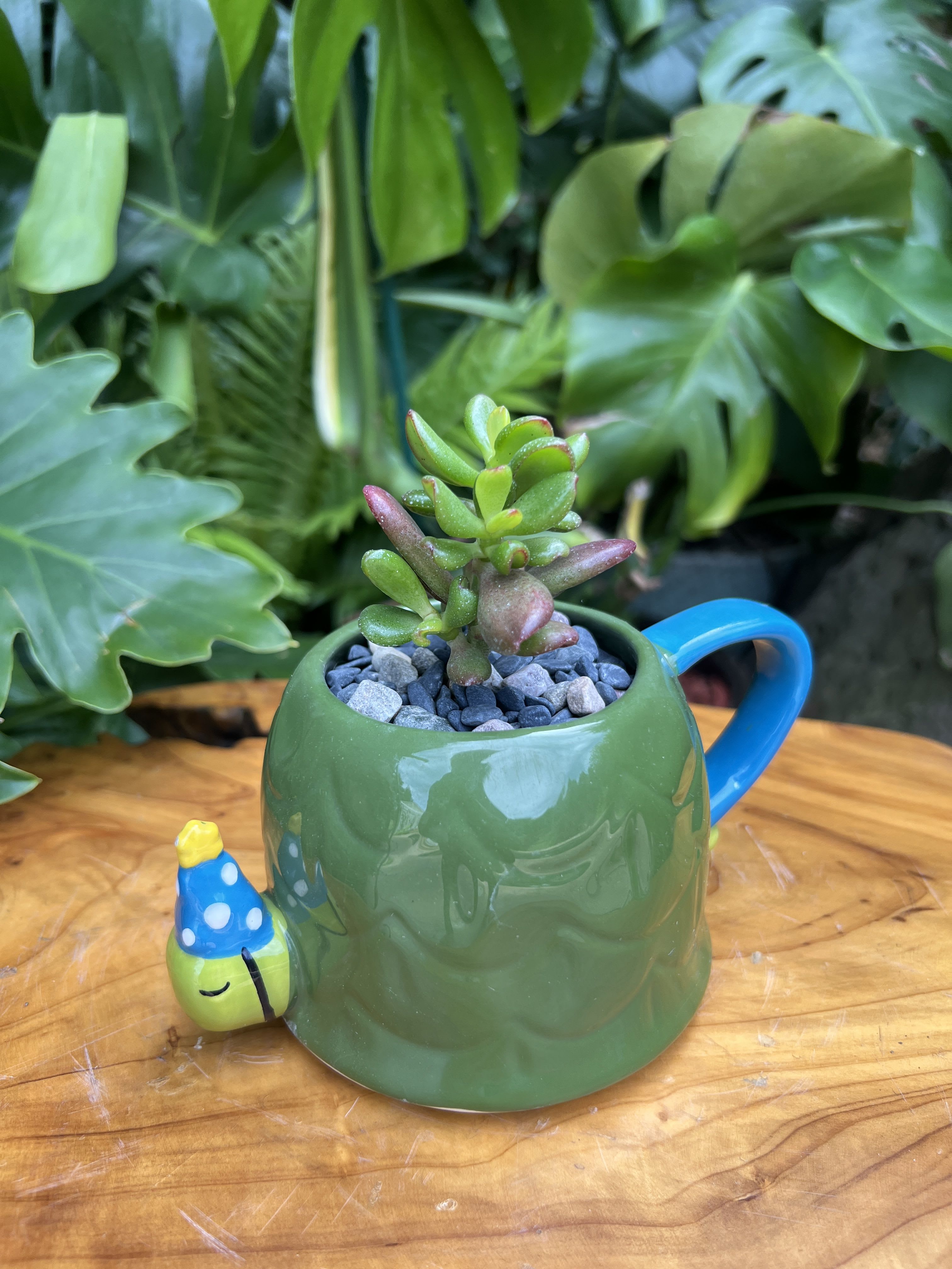 Happy B Day  - A living succulent selected and grown to complement a mug about 4 inches tall.  This photograph illustrates the variety of succulent types and mugs we offer. The specific succulent and mug combination delivered will be determined by the designer based on availability. If you would like to request a specific item, please place your order in the Custom Arrangements section where you can specify those details or give us a call to discuss your ideas. We grow our succulents in a soil-free medium in mugs with drain holes to help assure long-term, disease-free health of the plant. Each succulent comes with a care instruction. 