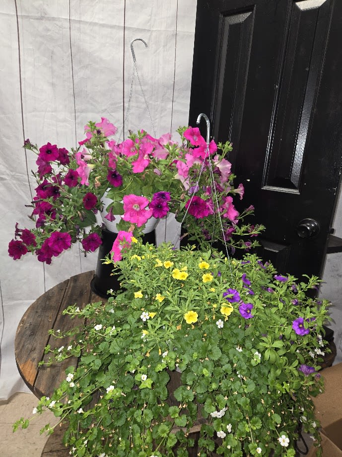 Hanging Basket Assorted  - Hanging Basket Assorted 
