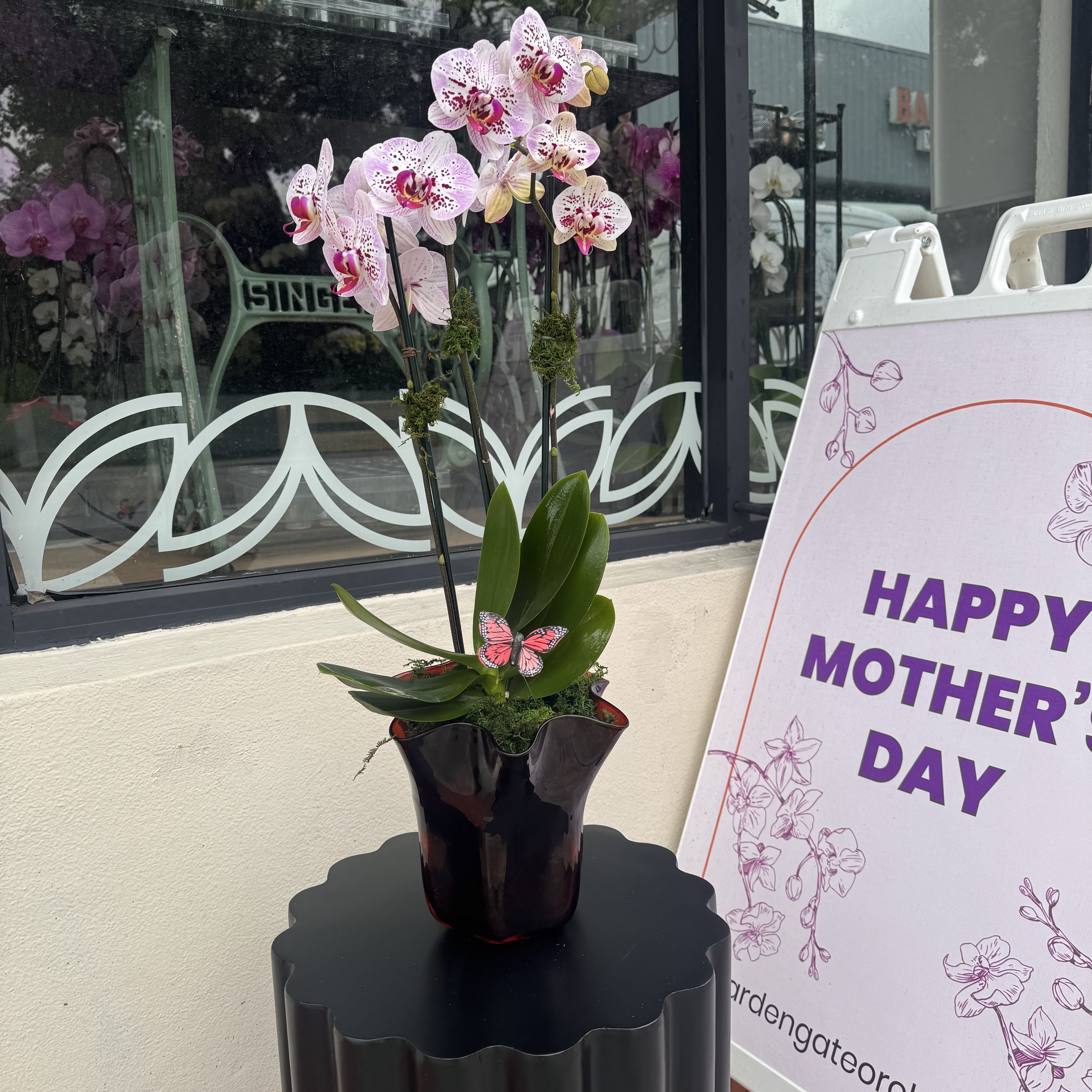 Mother’s Day Special - Flower size, shape and color will vary depending on availability and blooming cycle.