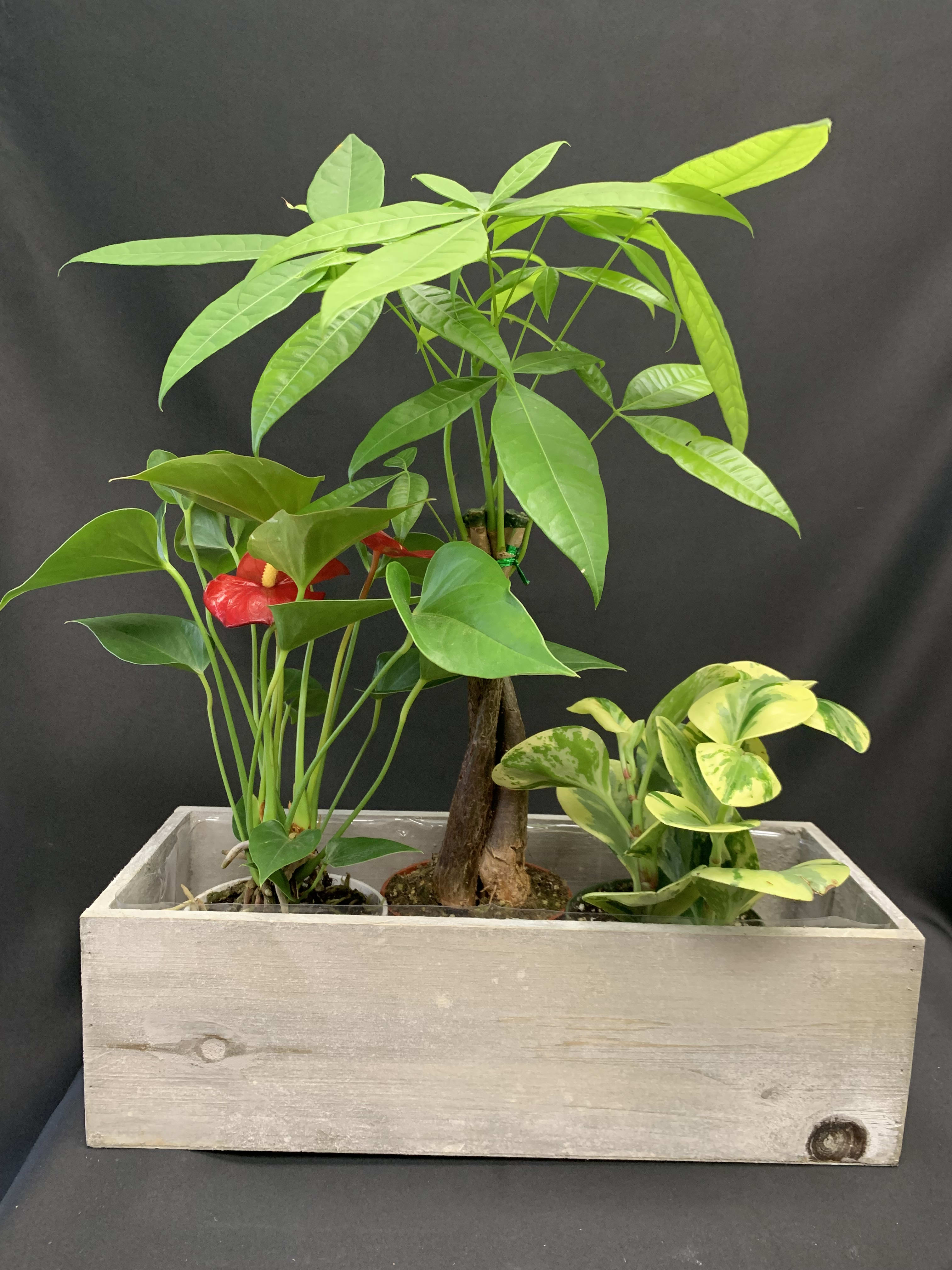 Potted tropical plants in a rectangular wooden planter with one red anthurium bloom