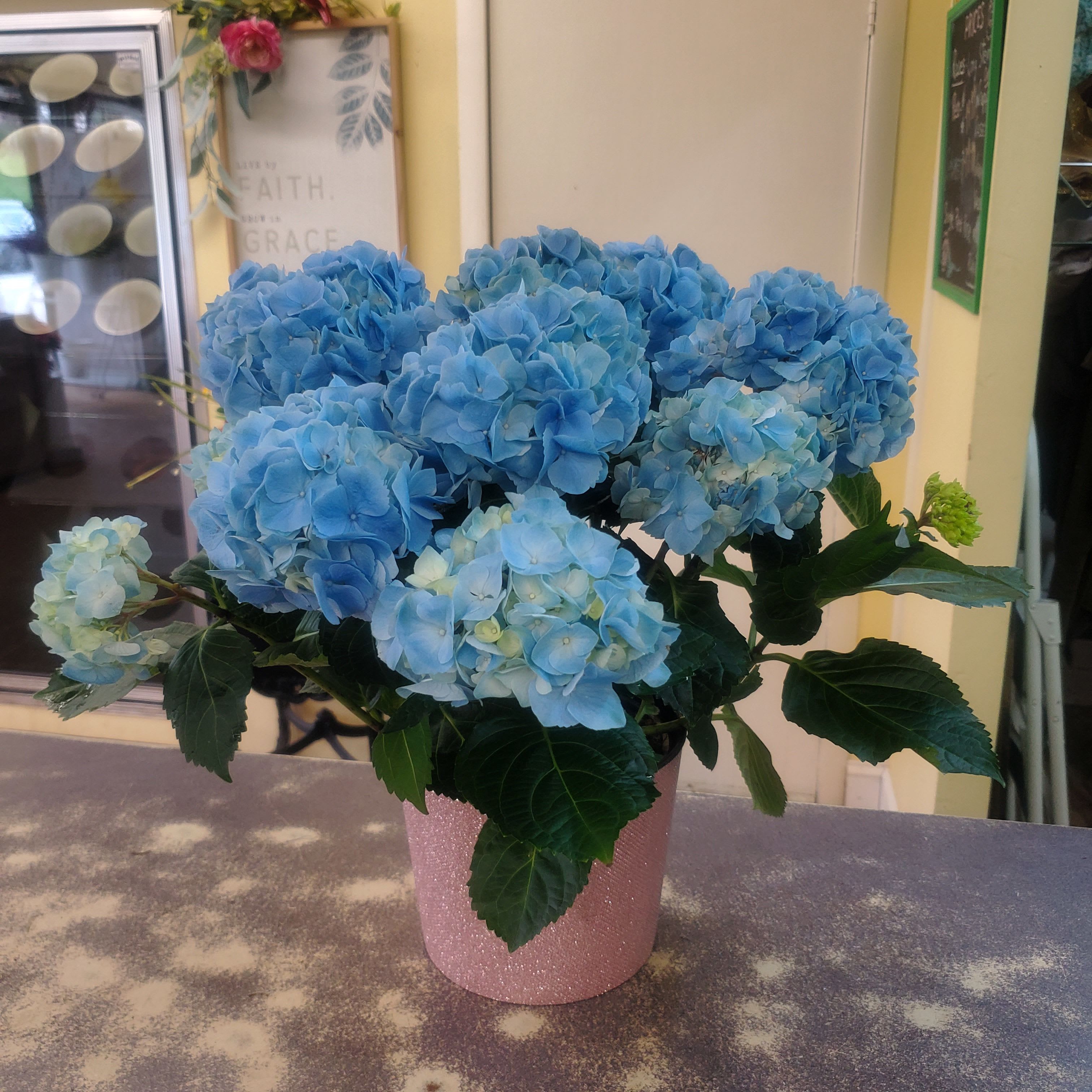 Blue Hydrangea Plant - Fresh potted purple/blue hydrangea plant  in decorative container with matching bow. 
