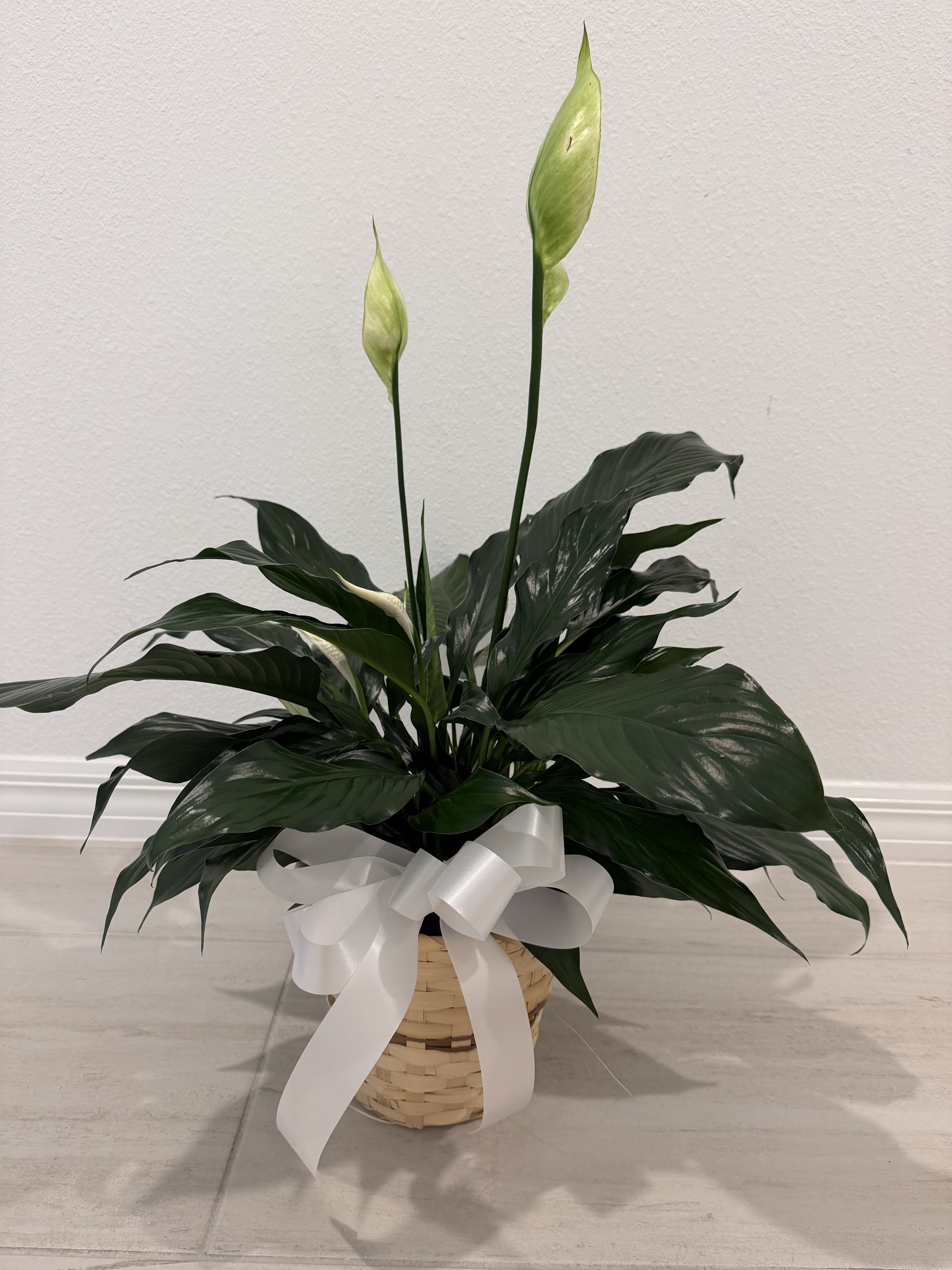 Peace Lily - Elegant Peace Lily arranged in a woven basket, accented with a soft white bow. This serene plant brings a touch of peace and natural beauty, making it a perfect gift for sympathy, home décor, or thoughtful occasions.”