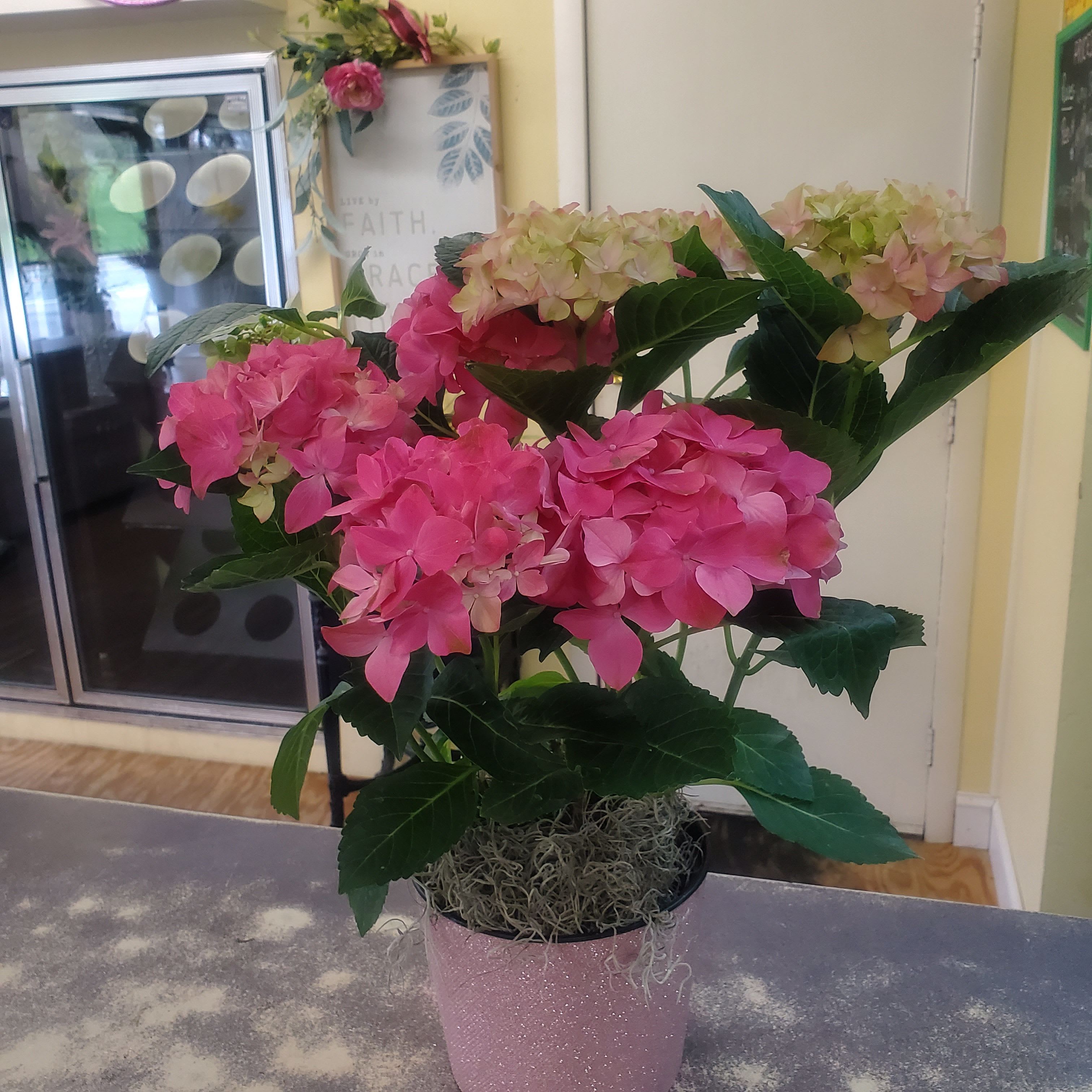 Pink Hydrangea Plant  - Fresh potted pink hydrangea plant in a decorative planter with a matching bow.