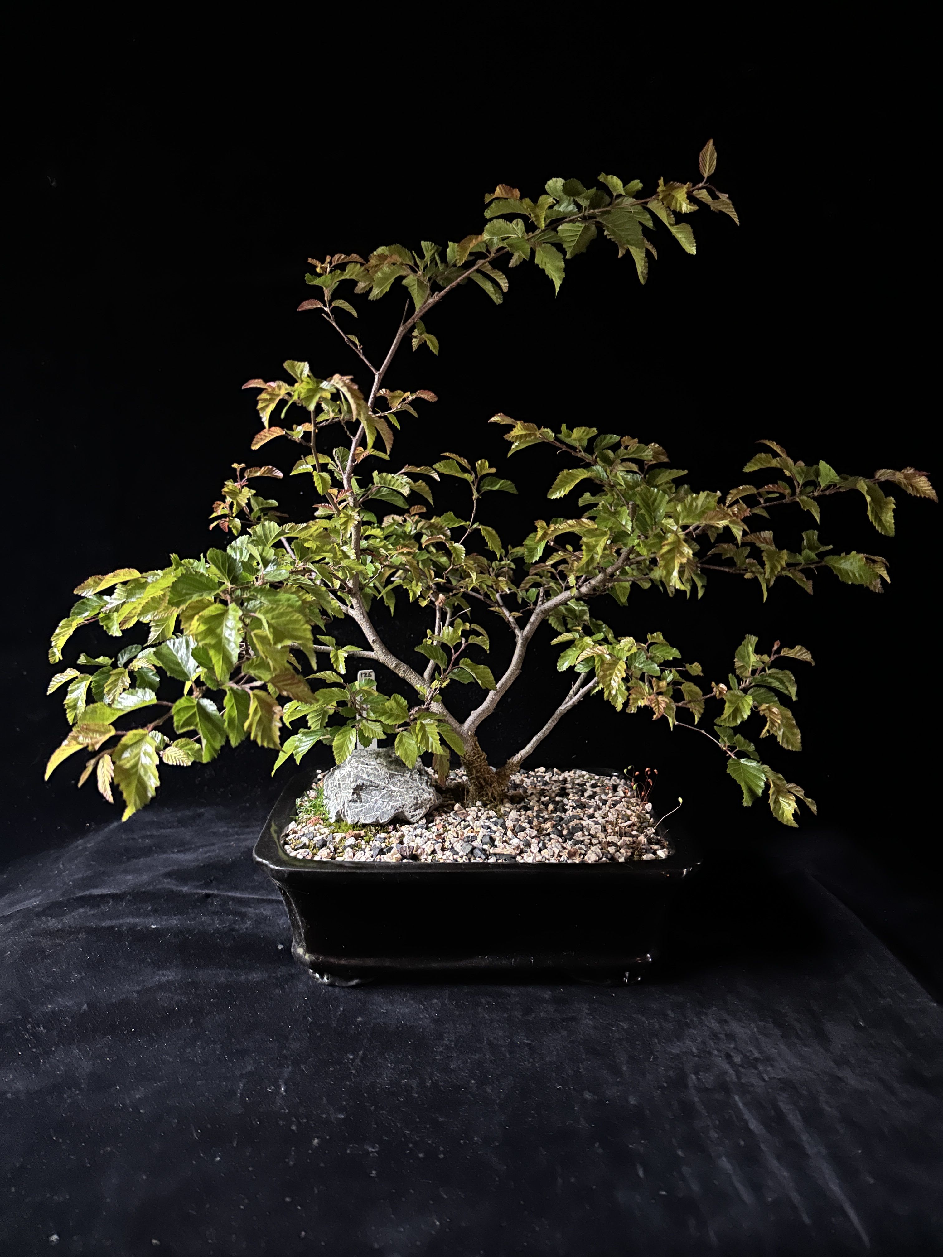 Bonsai- Korean Hornbeam - From our own local Bonsai Experts at Lone Pine Gardens Plant measurements- 18"H x 18"L x 20"W, Approx age 8-10 years  Watering Let soil nearly dry out between waterings. These trees prefer slightly drier conditions over constant moisture.  Sun Exposure Full sun from spring to early summer. Provide light afternoon shade in peak summer heat. Mature foliage tolerates strong sun up to ~95°F and trees can handle cold down to ~20°F.  Temperature &amp; Dormancy Needs a winter dormancy period. Keep outdoors year-round, with root protection during extreme cold.  