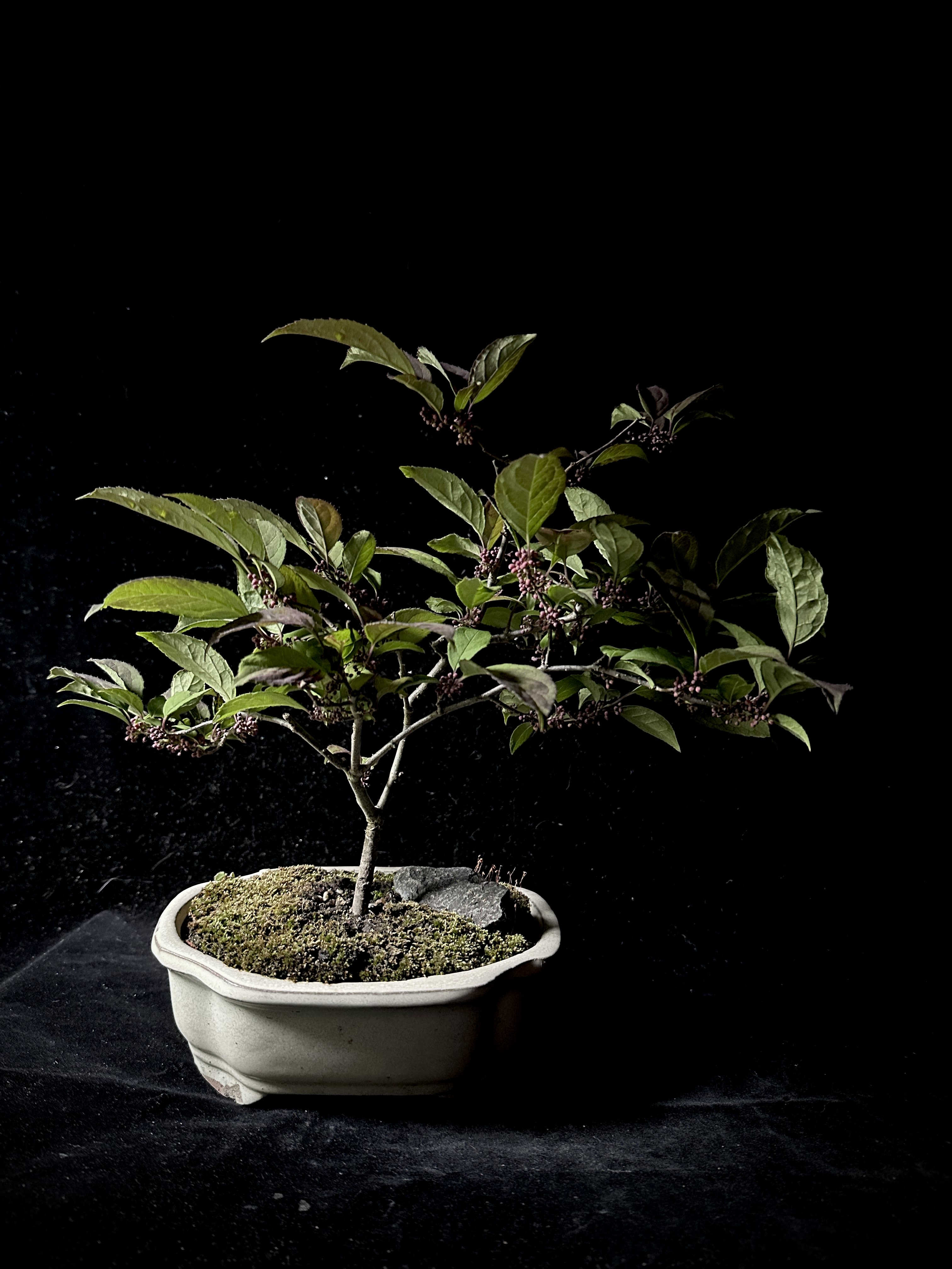 Bonsai- Japanese Winterberry - Grown by our local Bonsai Experts at Lone Pine Gardens Plant Measures 13"H x 13"L x 9"W  Ilex serrata (Japanese Winterberry) is a popular deciduous bonsai prized for its vibrant red berries in autumn/winter, while Ilex crenata (Japanese Holly) is an evergreen with small, dark leaves. Both are hardy outdoor trees requiring full sun (with some shade in summer), consistent moisture, and acidic, well-draining soil.