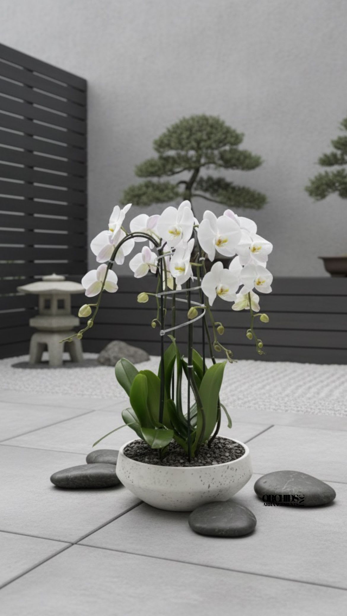 White orchid plant in a shallow ceramic bowl with stones