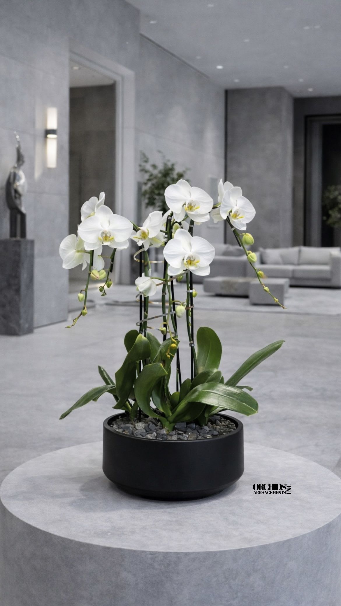 White orchids in a black round planter on a table