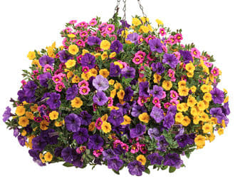 Hanging basket of purple, pink, and yellow flowers