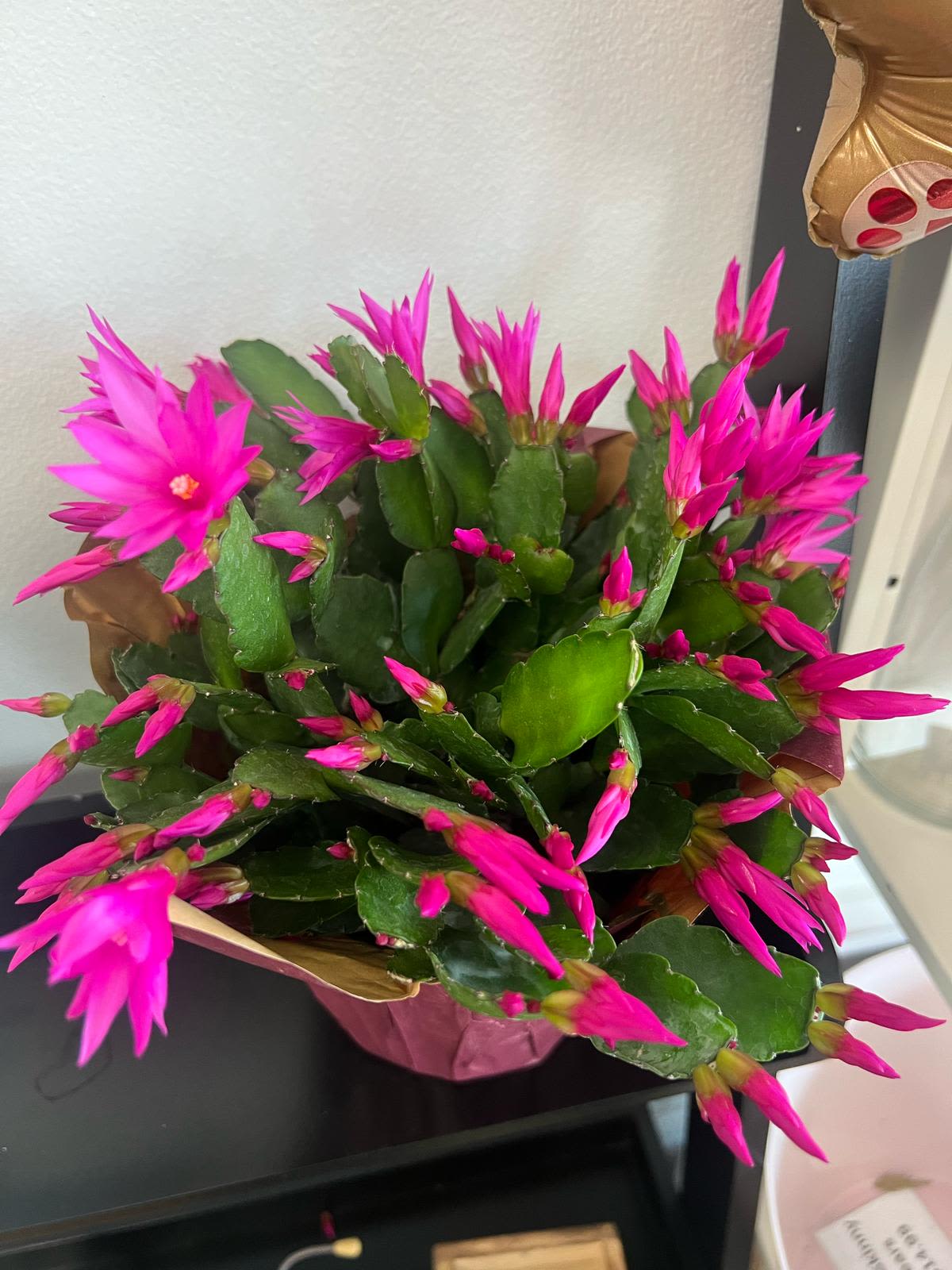 Potted cactus with bright pink blooms in a decorative wrap