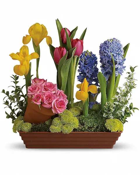 Spring Favorites - With beautiful blossoms like this, is it any wonder that spring is the favorite season of so many? Amazing colors, awesome blossoms and tantalizing textures are only the beginning.  All of spring's favorites are here, including pink spray roses, red tulips, yellow irises, purple hyacinth white monte casino asters, green button spray chrysanthemums, and springs best greens. Plus, this plethora of pretty petals comes in a delightful terra-cotta pot.