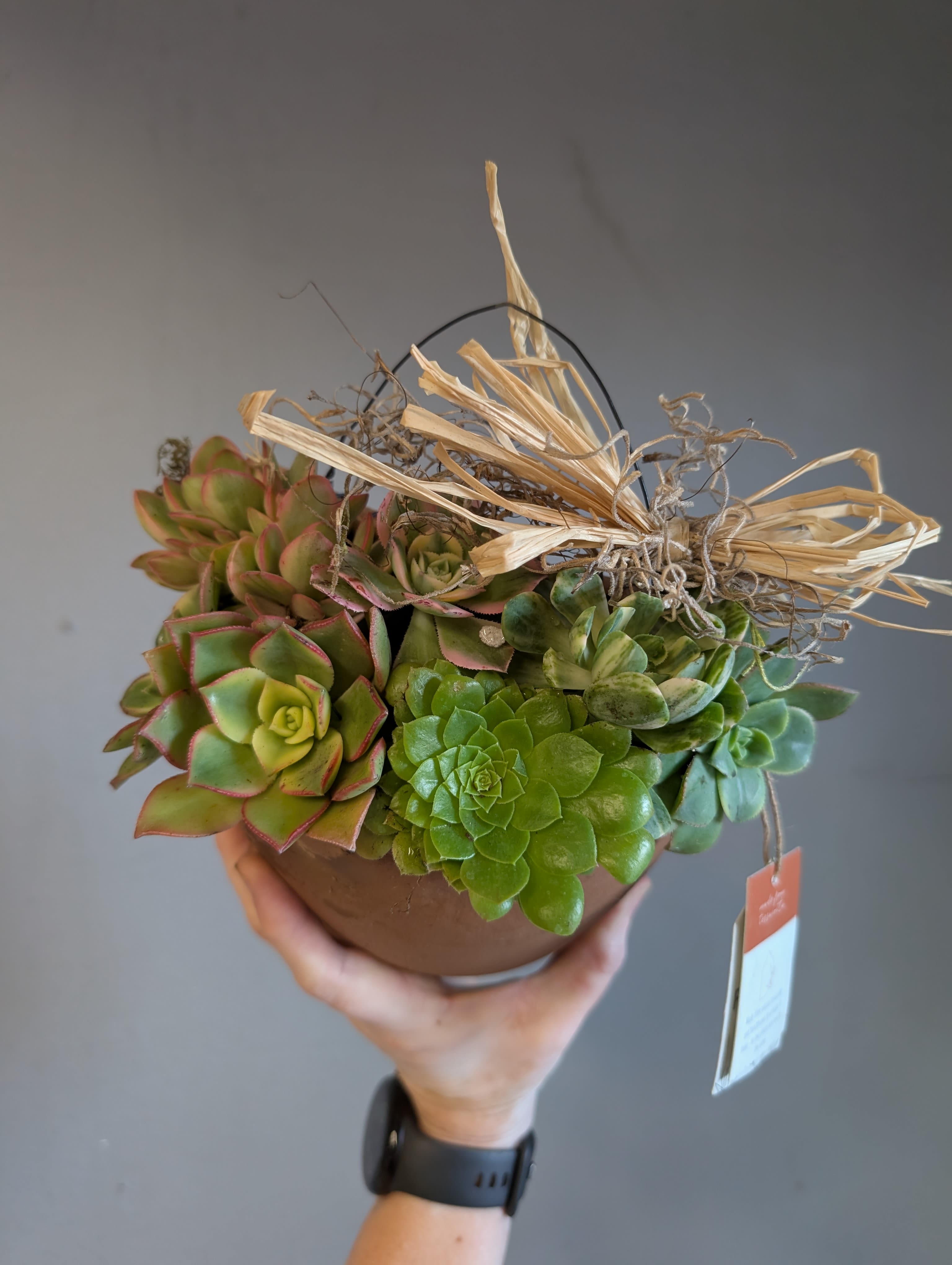 Potted succulent arrangement in a brown container with raffia bow, held in one hand.