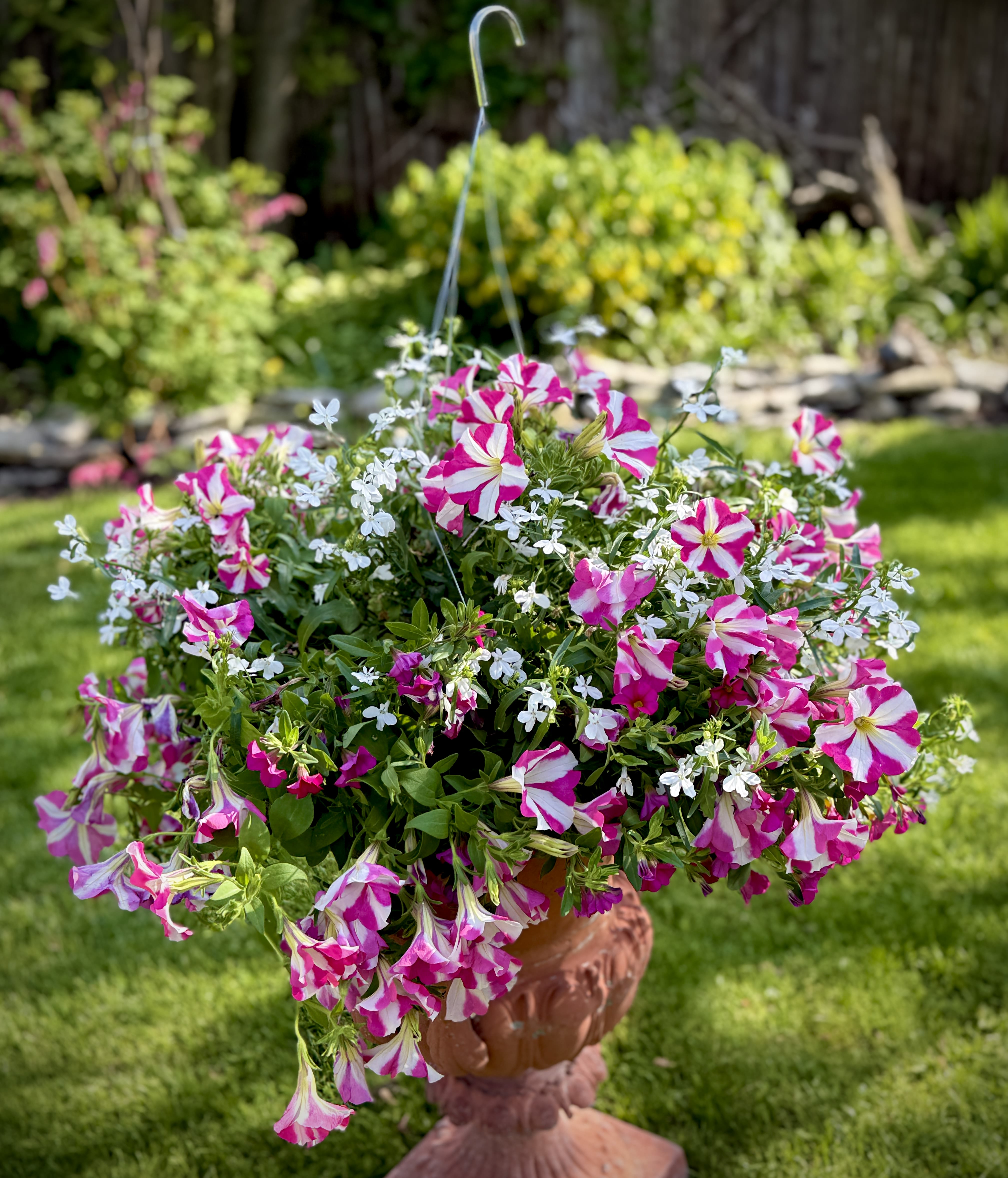 Large Pink &amp; White Outdoor Hanging Basket (Only 1 available) - Pink and white flowers make up this colorful outdoor hanging basket. Blooms best in full sun. Quantities are VERY limited. (Display urn not included.)  We are proud to deliver our flower creations to the Kenosha, Somers, and Pleasant Prairie area. With over 55 years of combined flower design experience in Kenosha, Wisconsin, A Summer's Garden Florist and Gifts is the perfect choice for the freshest flowers, most creative design, and exceptional customer service.